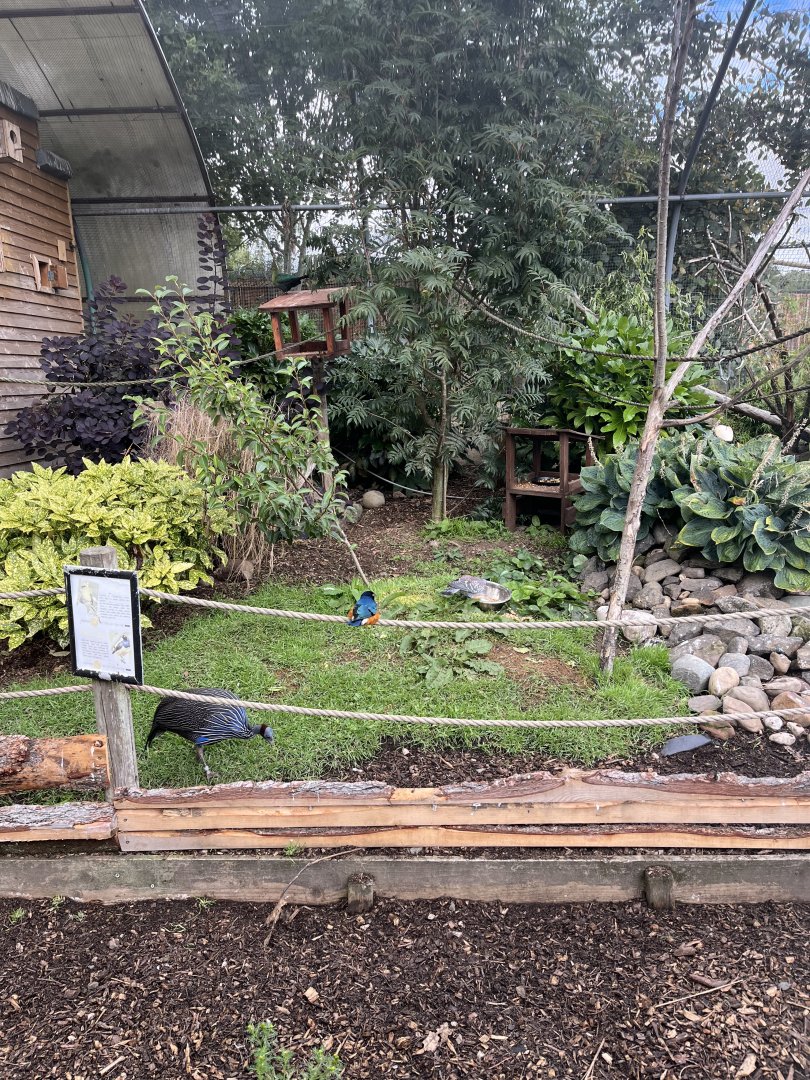 Mixed bird aviary 1.9.25