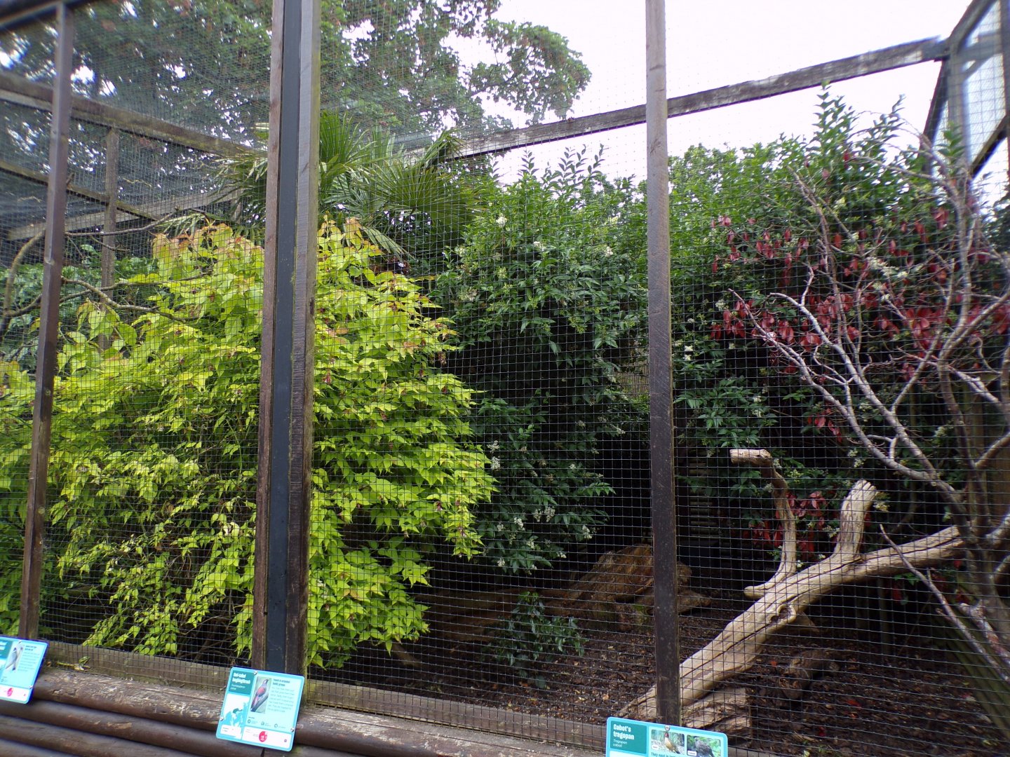 Mixed bird aviary 29.6.24
