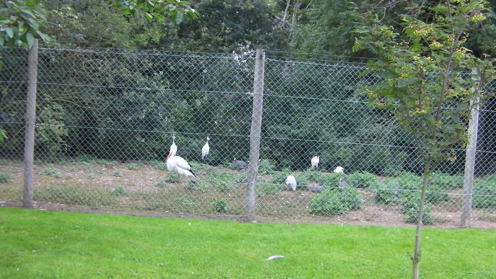 Mixed Bird Enclosure - 29.07.2011