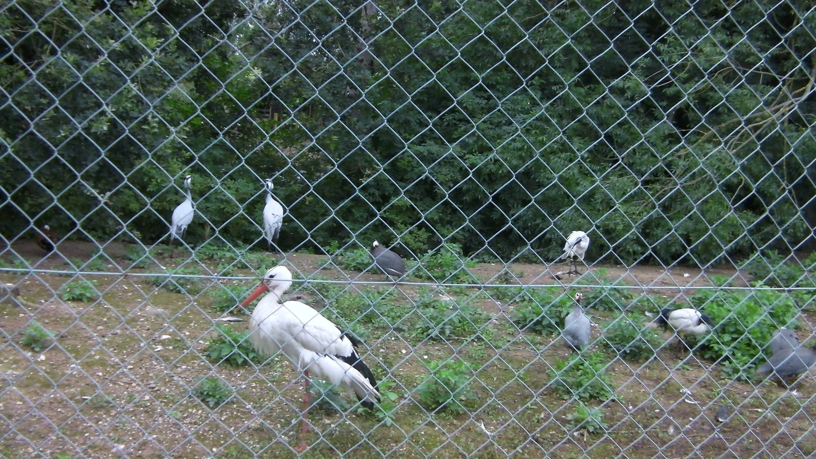 Mixed Bird Enclosure - 29.07.2011