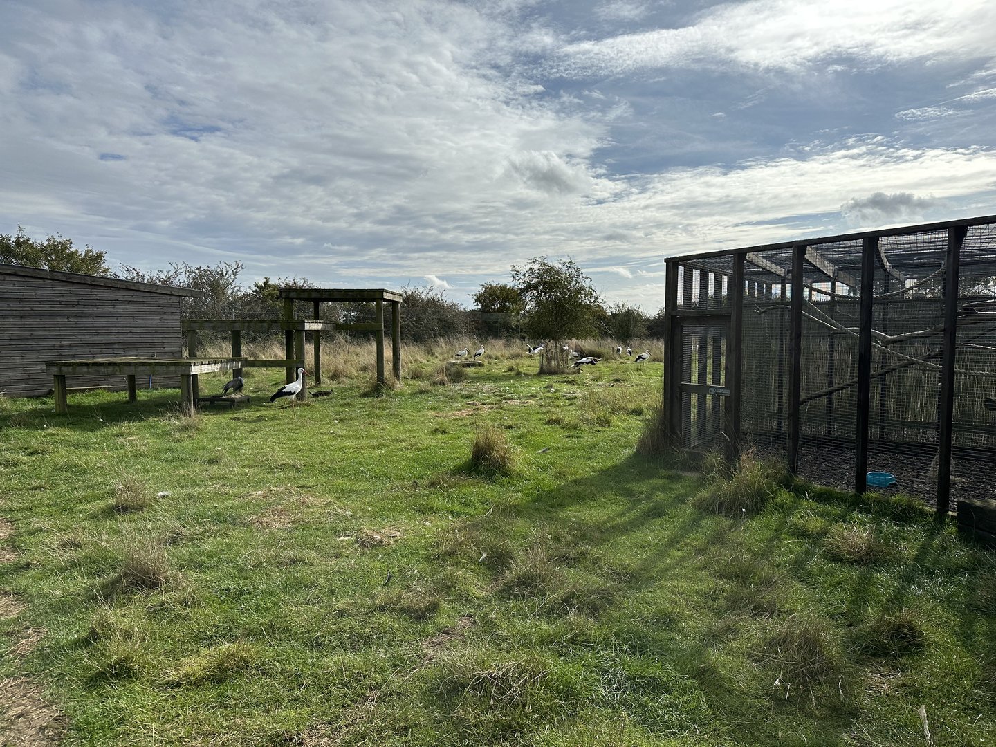 Mixed Bird Enclosure at Hamerton Zoo Park (October 2023)