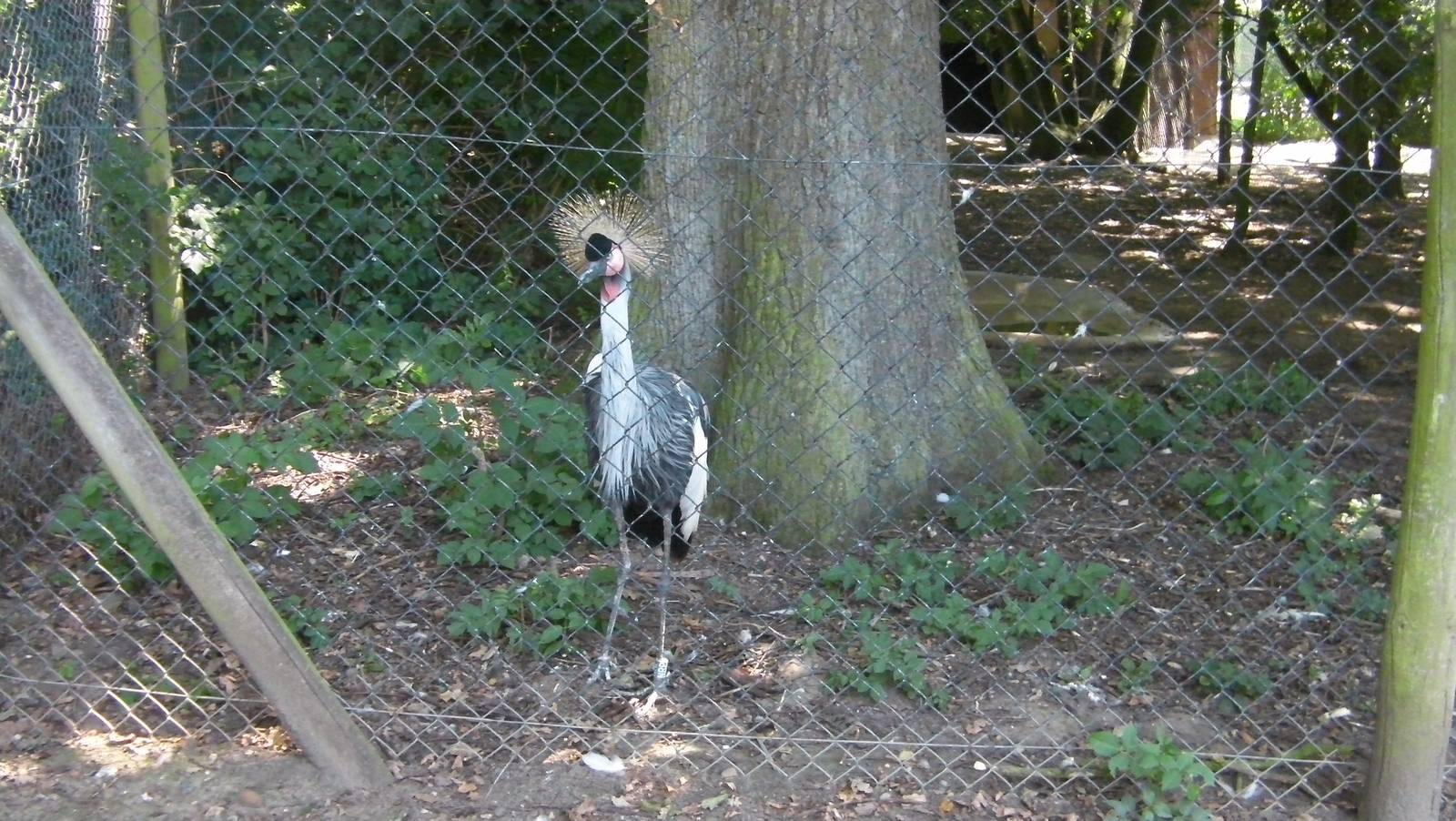 Mixed Bird Exhibit - 01.08.2011