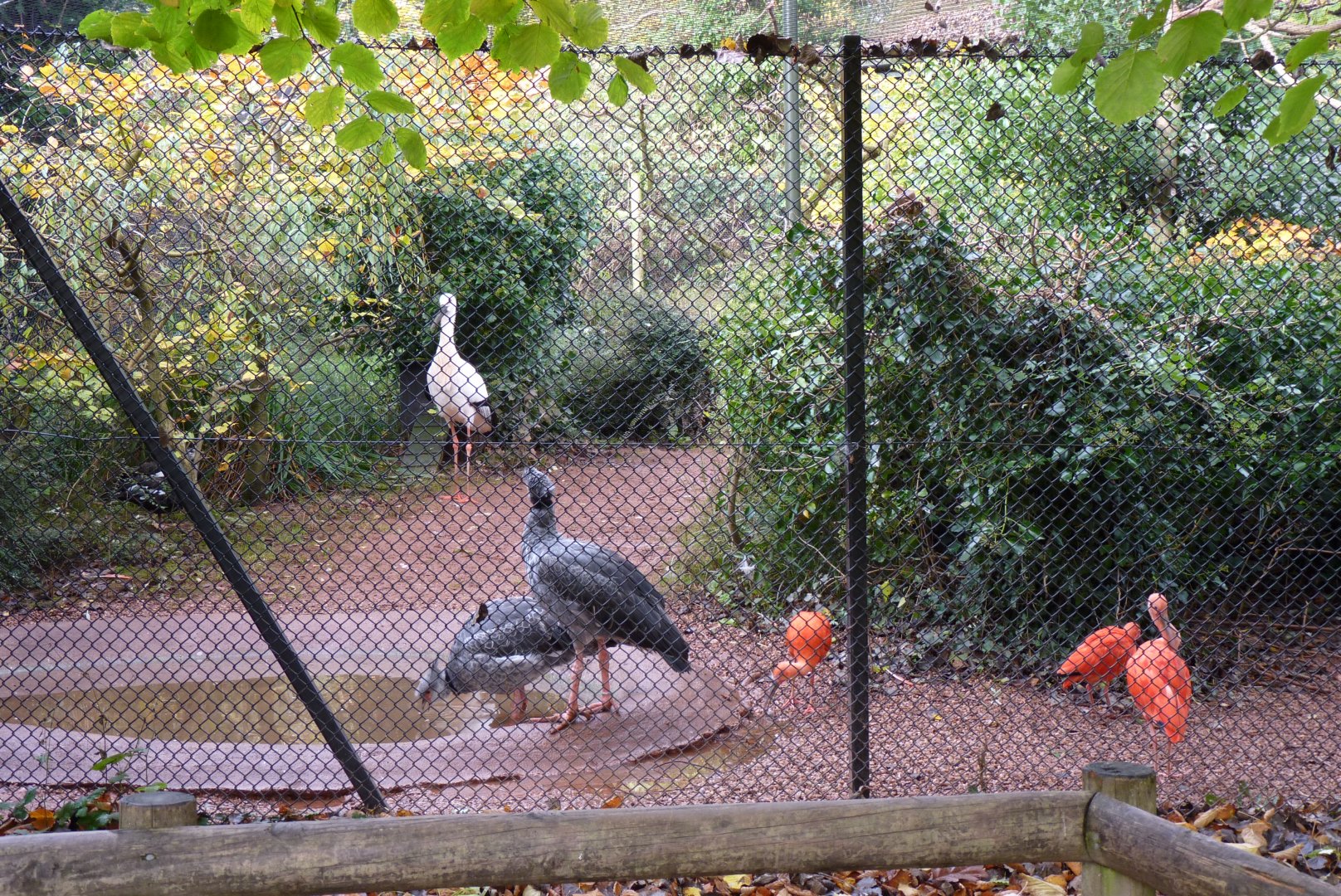 Mixed bird exhibit, November 2016