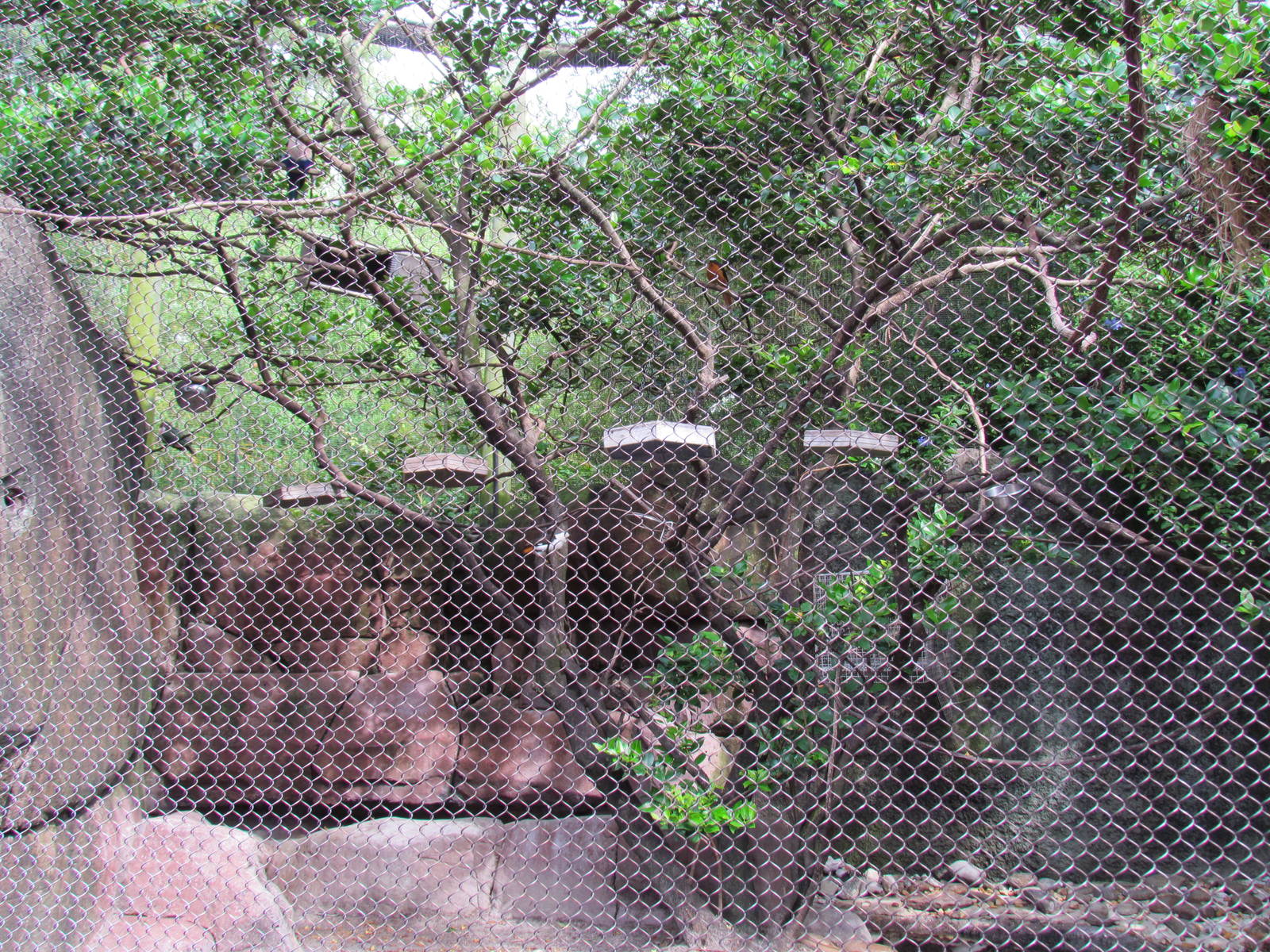 Mixed Bird Exhibit