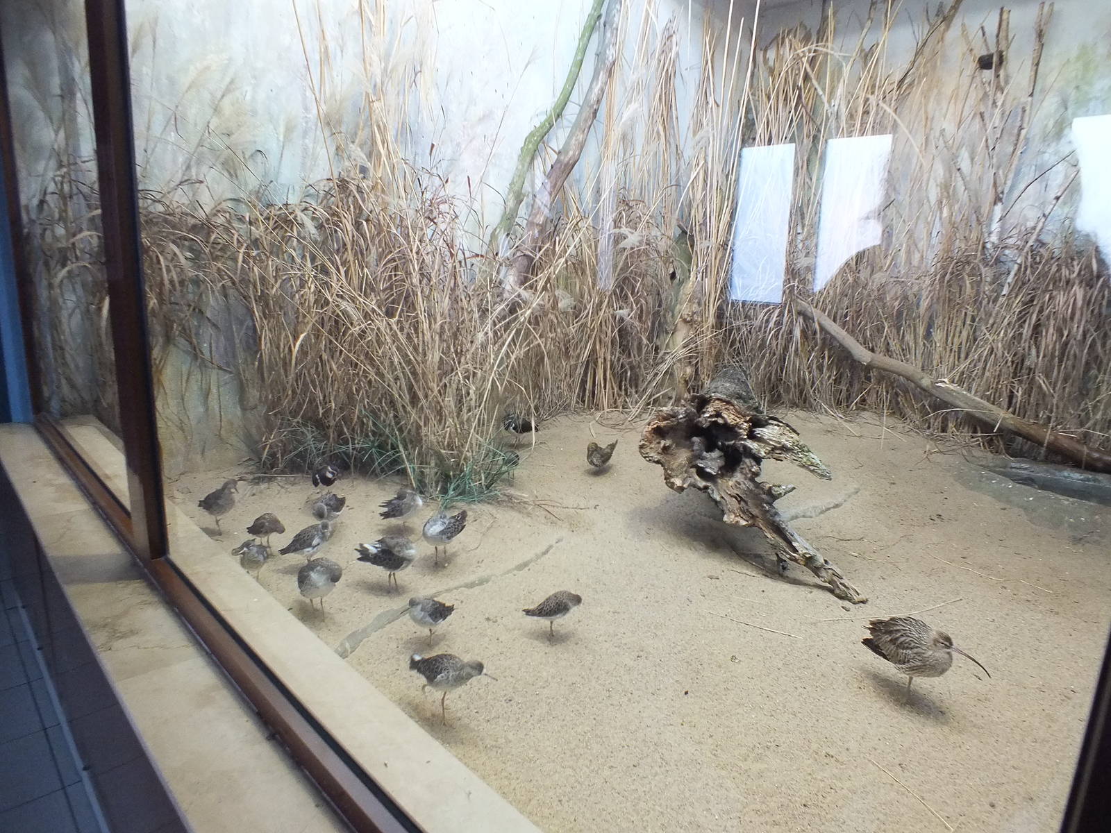 Mixed bird exhibit