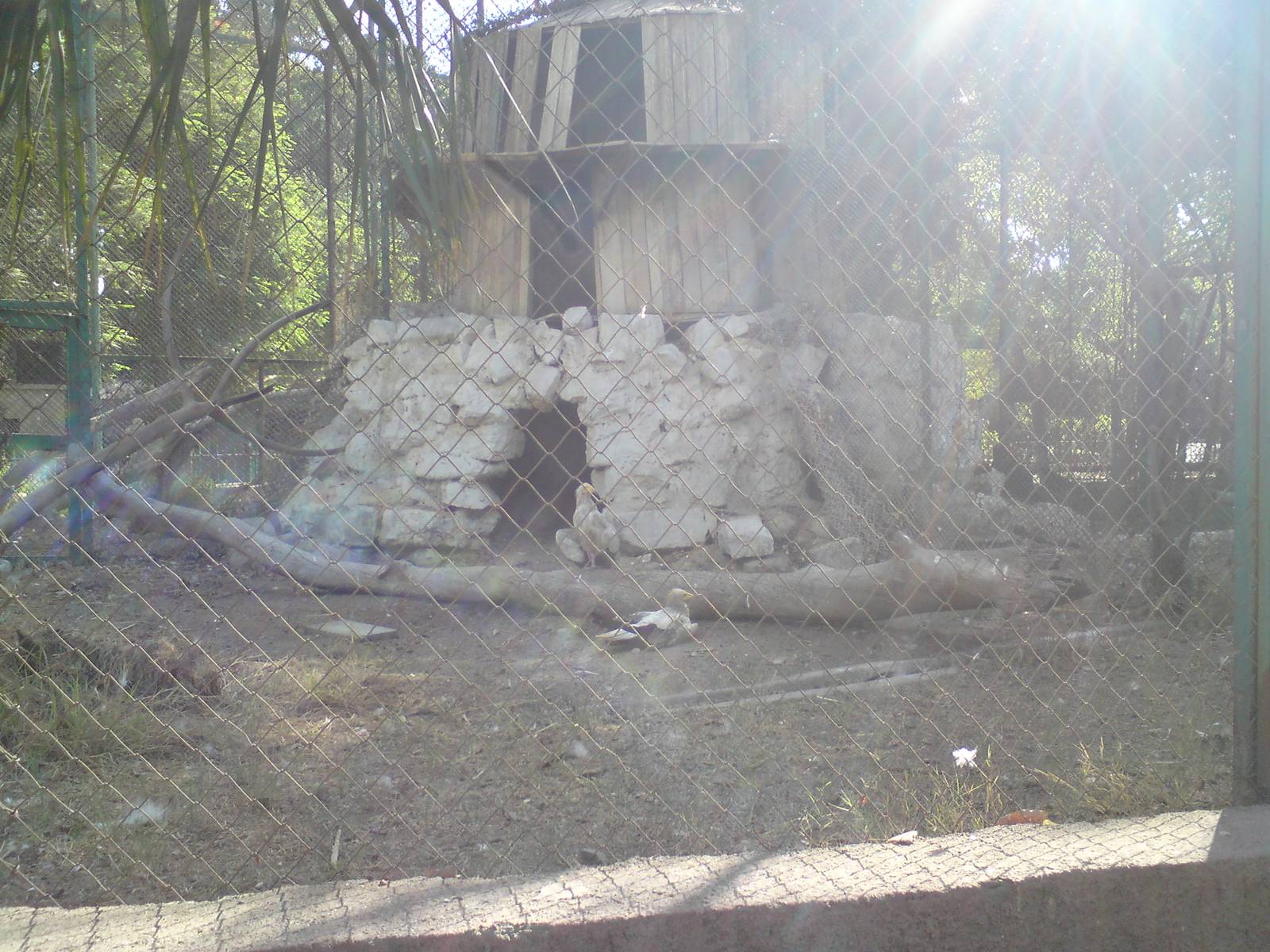 Mixed bird of prey aviary