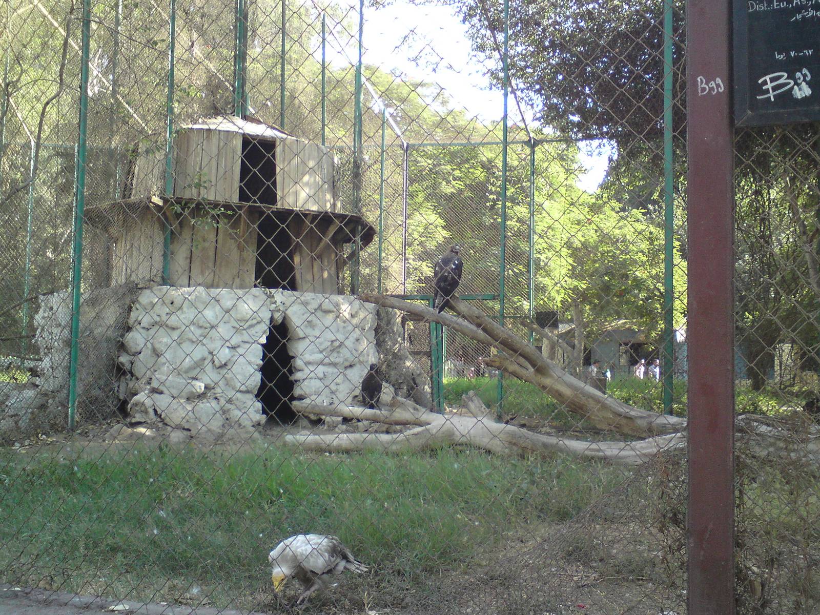 Mixed bird of prey aviary