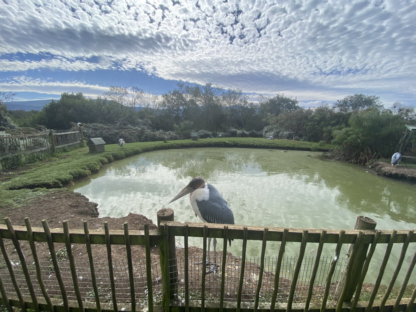 Mixed bird pond enclosure