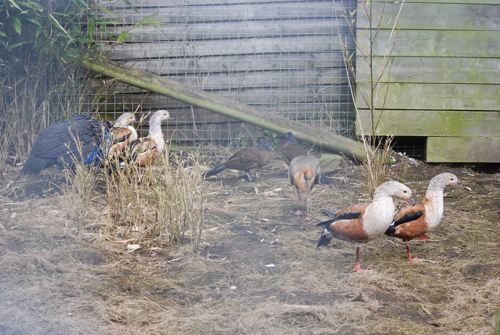 Mixed Bird Species at Blackbrook, 22/04/12