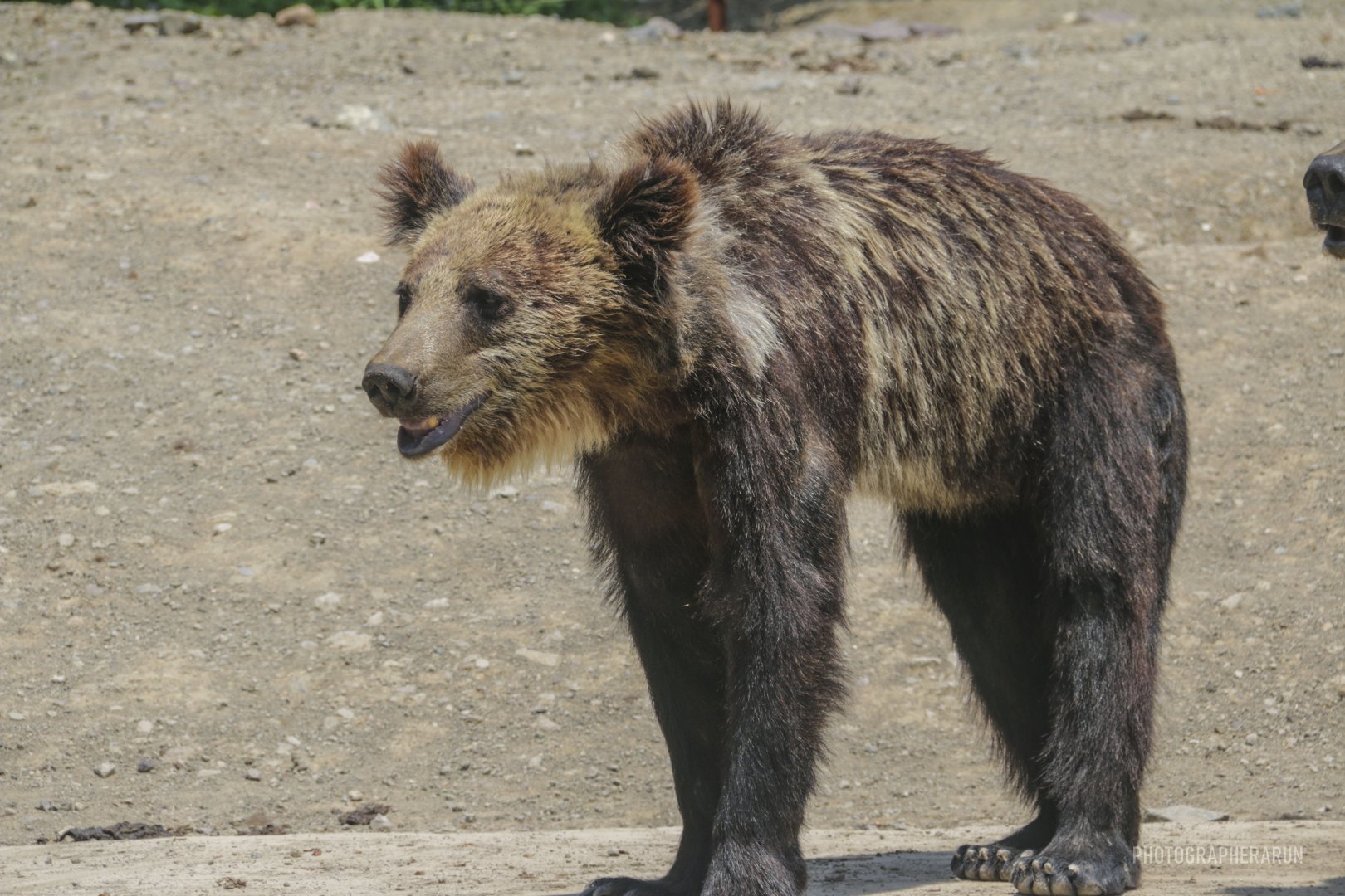 Mixed Brown Bear (Tibetan or Gobi and Ussuri ancestry)