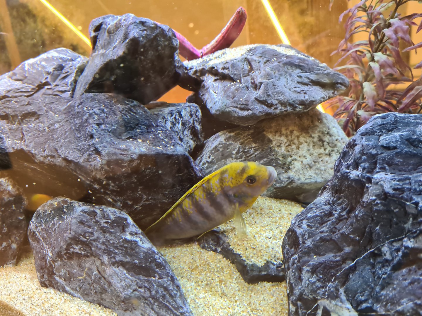 Mixed cichlid tank