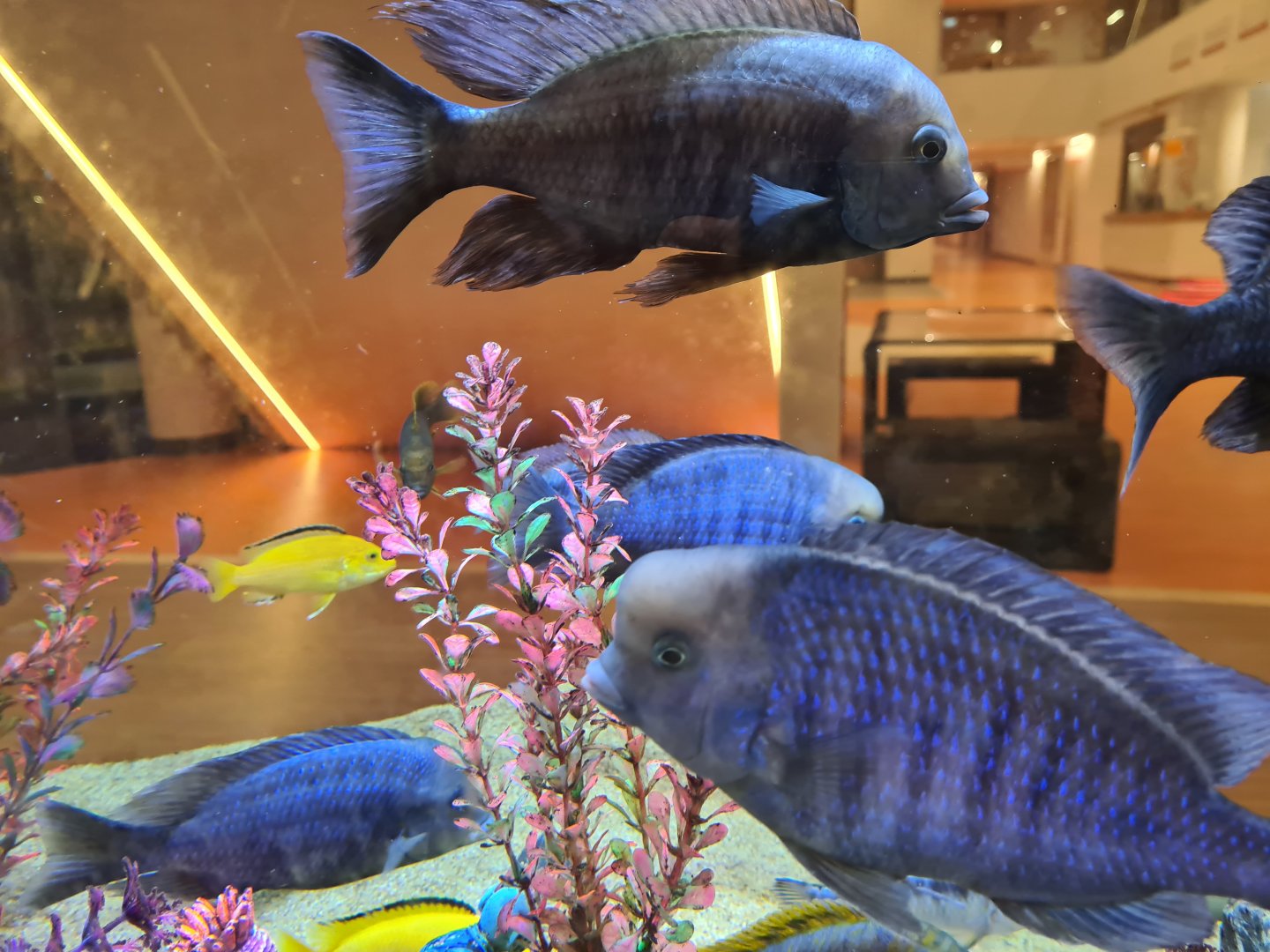 Mixed cichlid tank