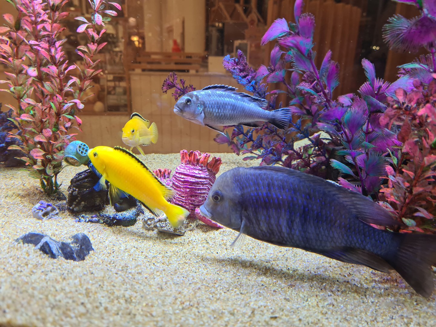 Mixed cichlid tank