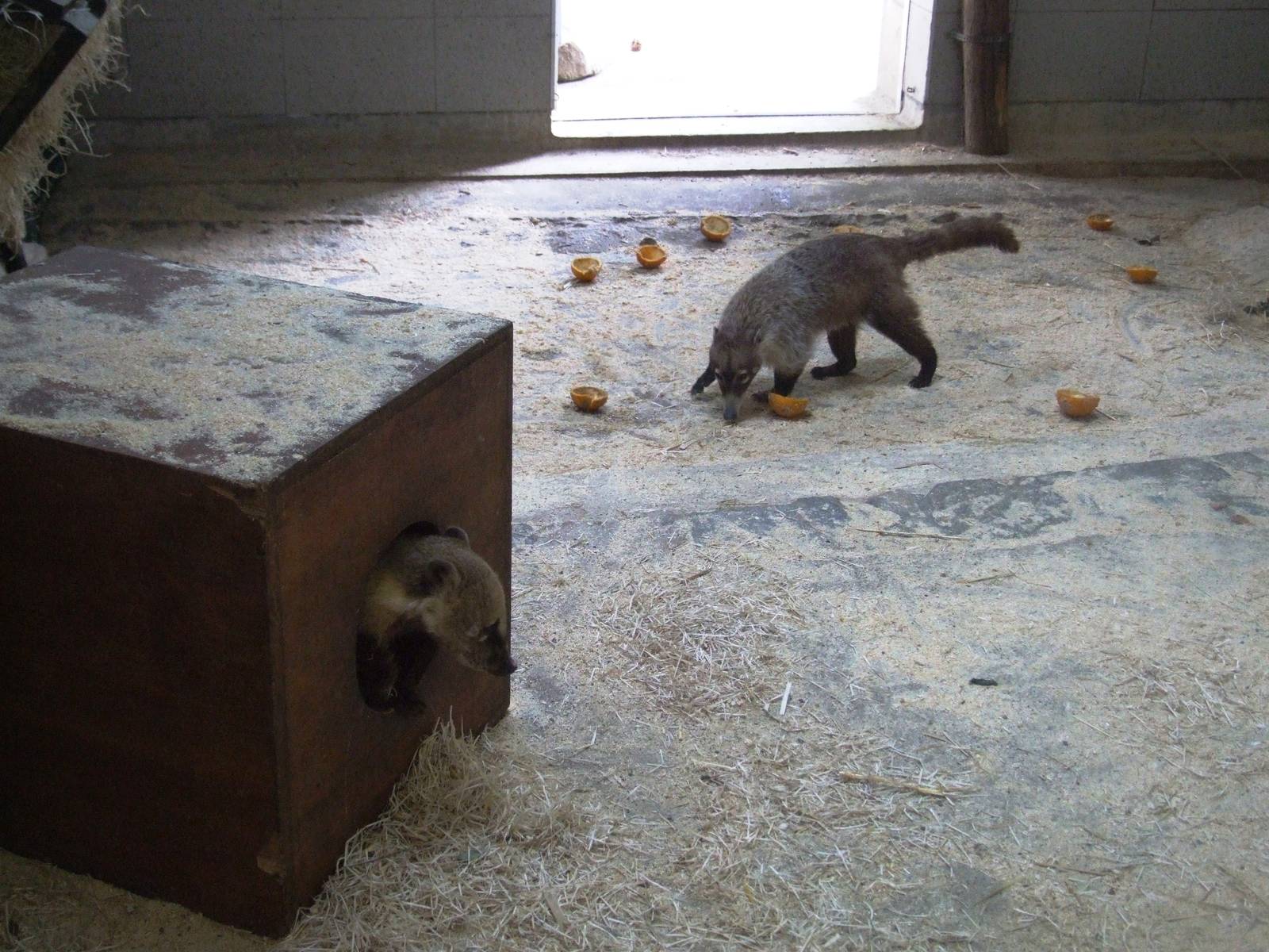 Mixed Coatis at Vienna, 14/06/13
