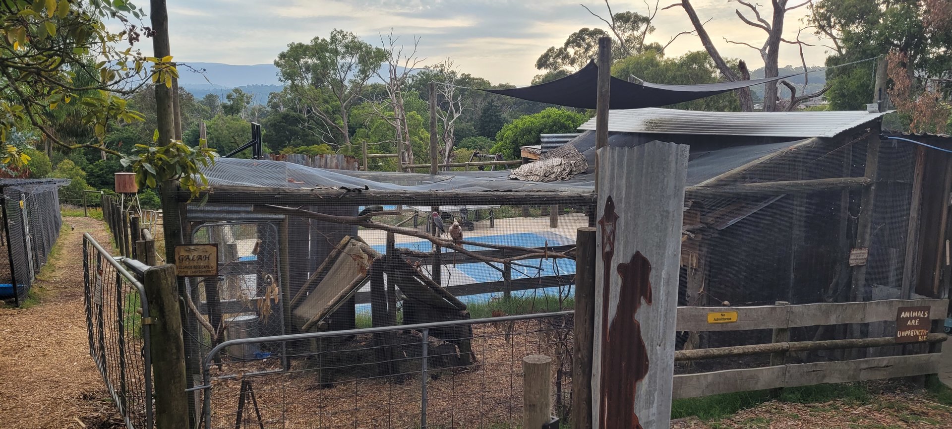 Mixed Cockatoo and Parrot aviary