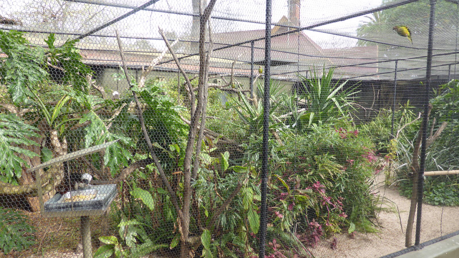 Mixed conure/tamarin aviary