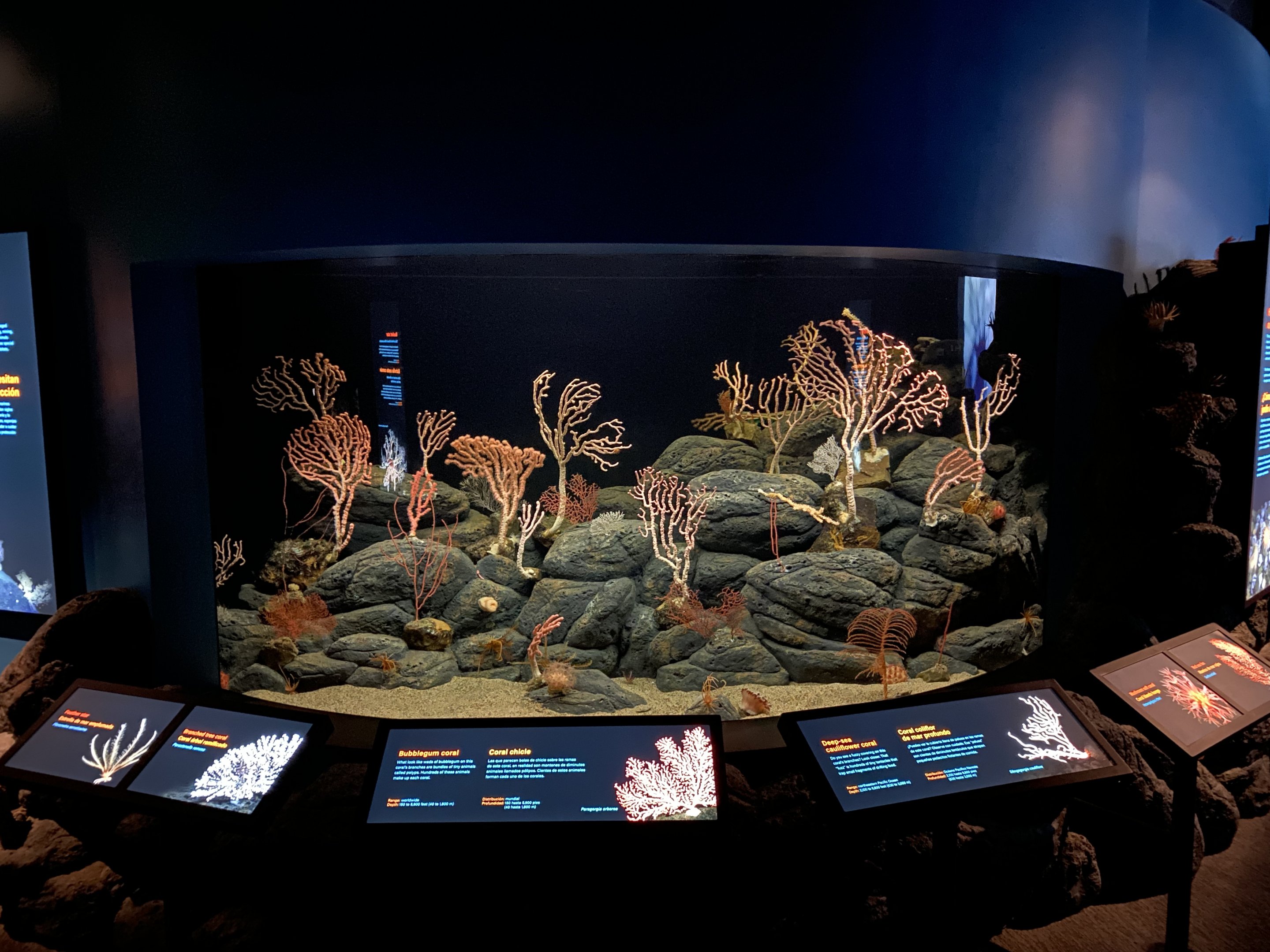 Mixed Coral and Seafan Tank