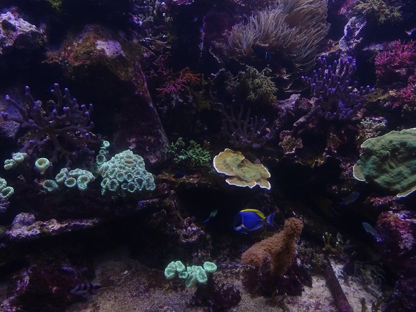 Mixed coral reef display (species list in description)