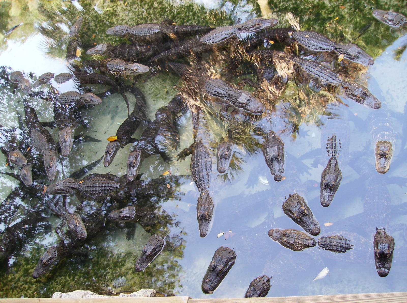 Mixed crocodilian pool