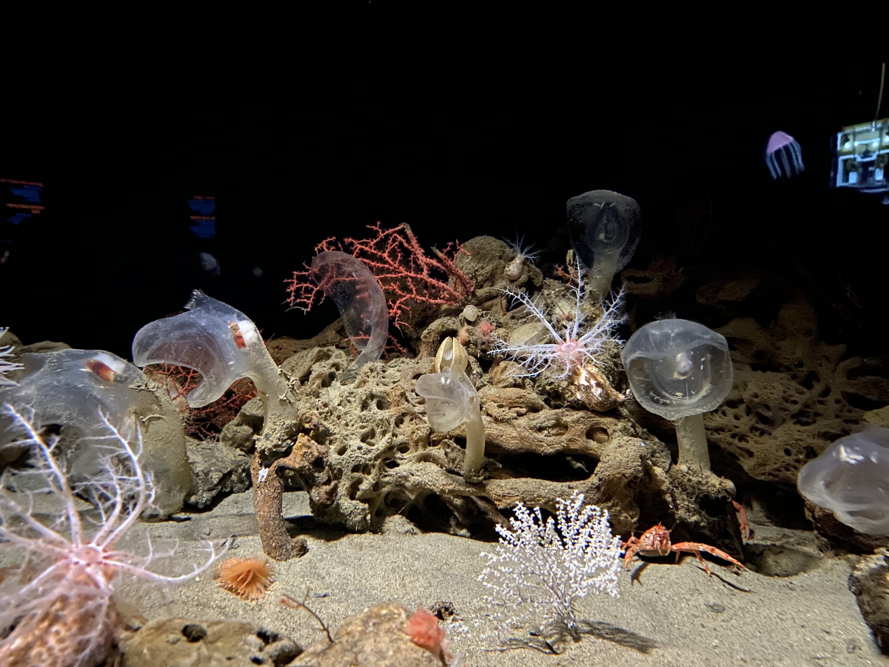 Mixed Deep Sea Invert Display