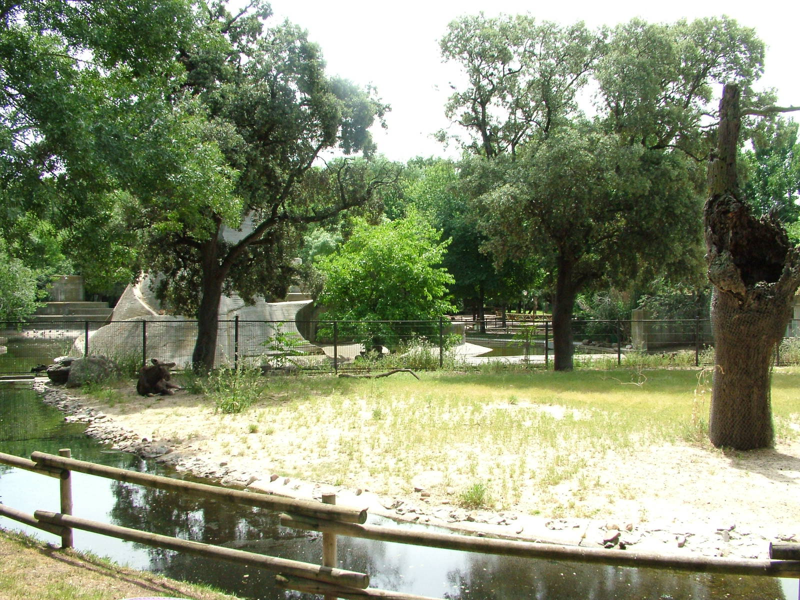 Mixed Deer Exhibit at Madrid Zoo Aquarium, 26/05/11