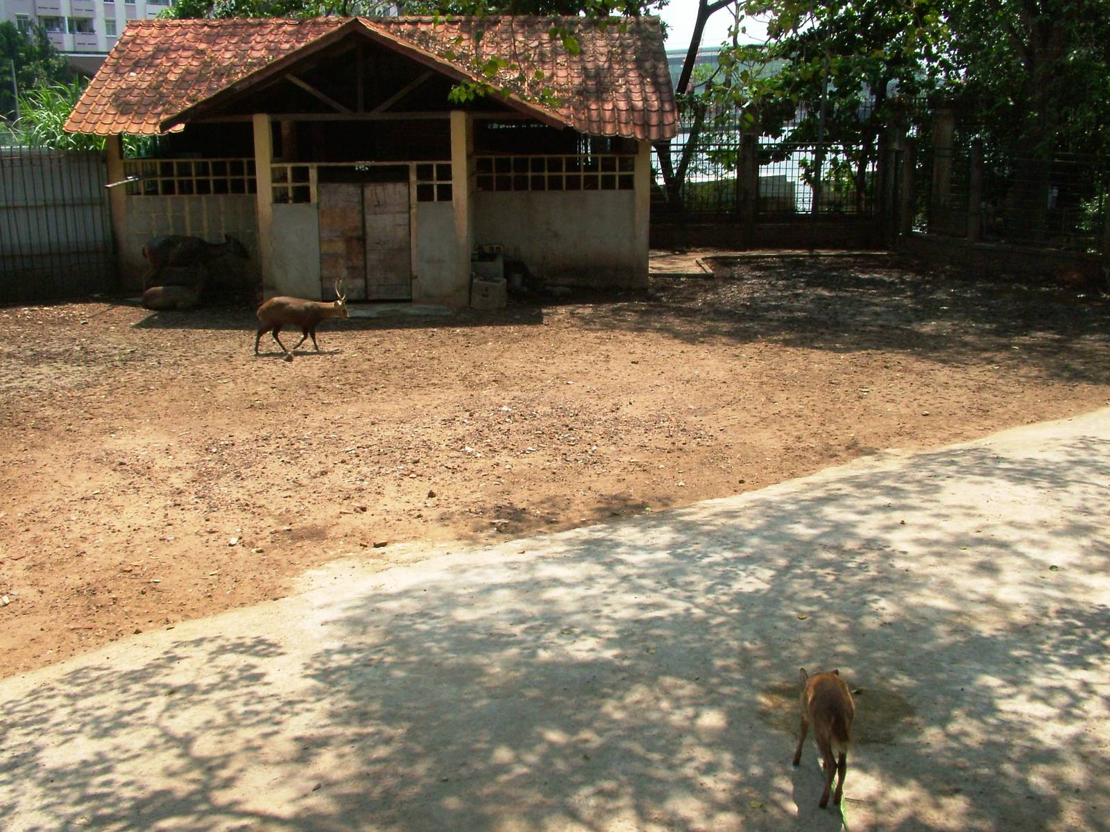 Mixed Deer Paddock at Saigon Zoo, 16/03/12