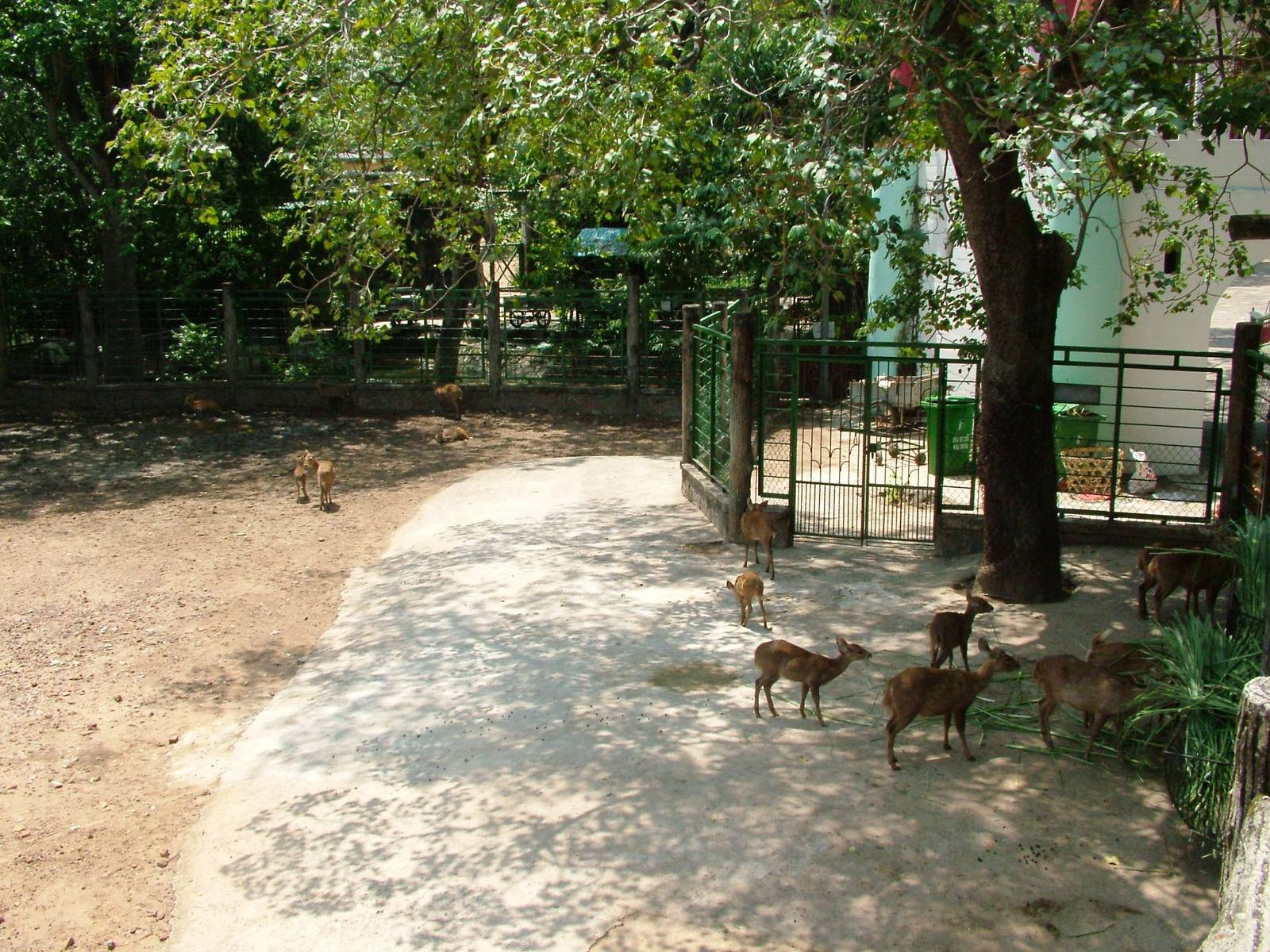 Mixed Deer Paddock at Saigon Zoo, 16/03/12