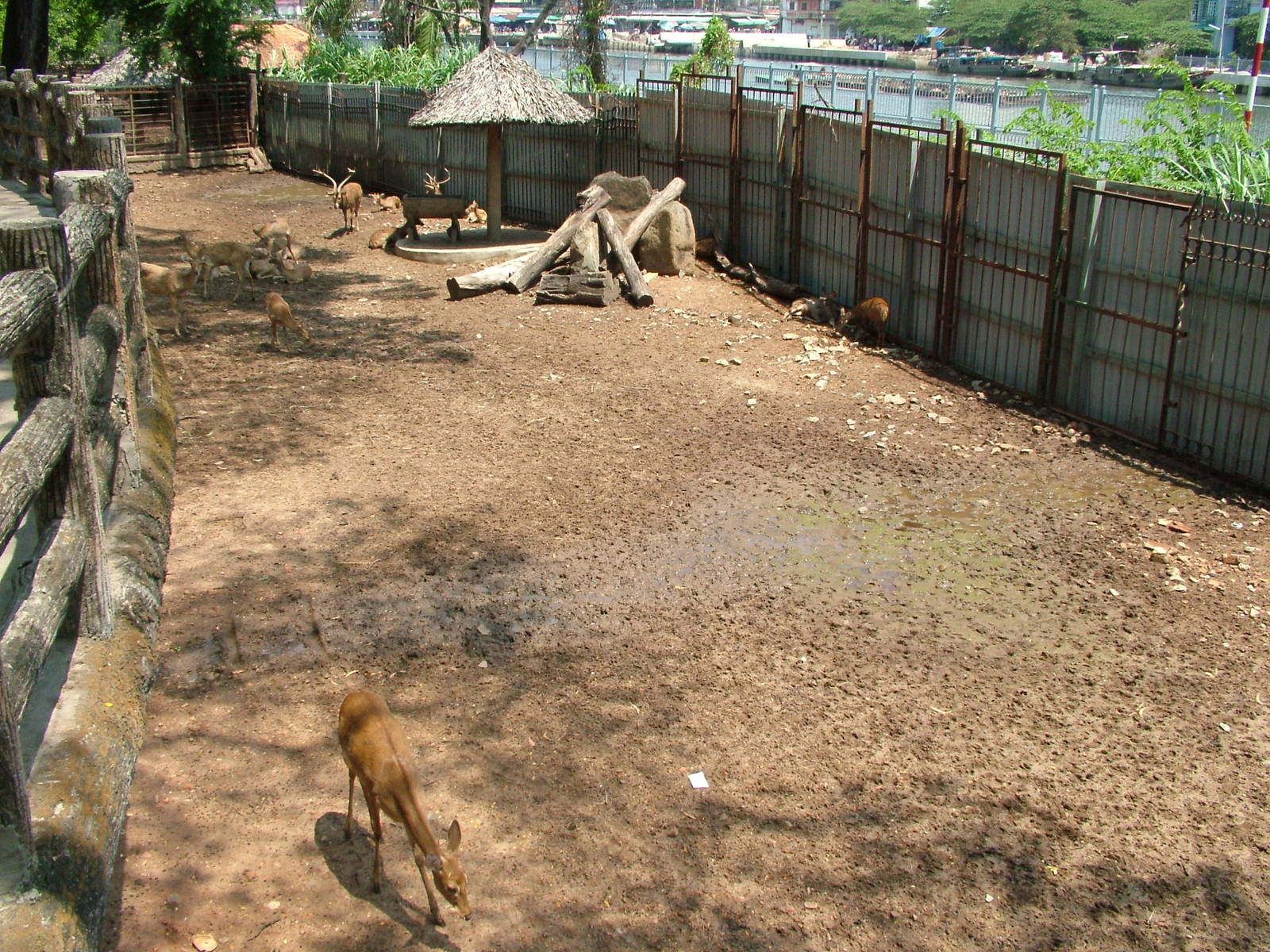 Mixed Deer Paddock at Saigon Zoo, 16/03/12