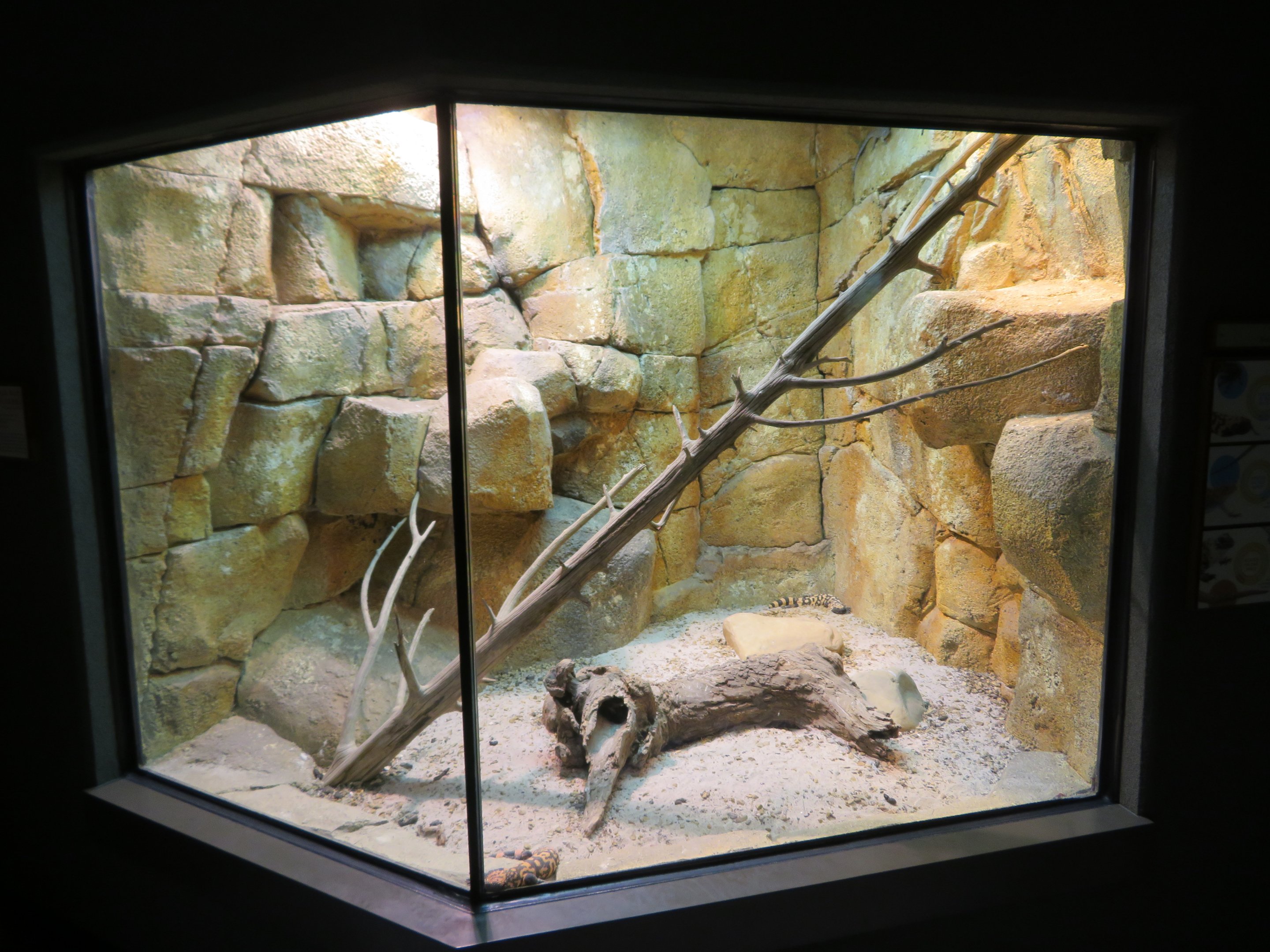Mixed Desert Reptile Exhibit