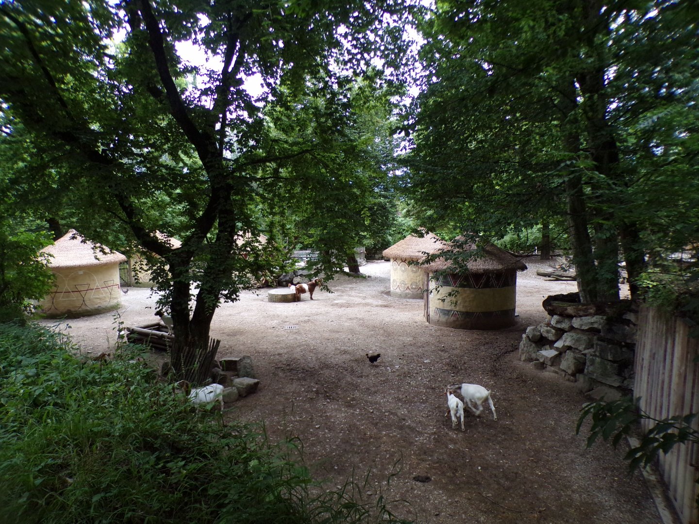 Mixed domestic african animal enclosure 13.7.25