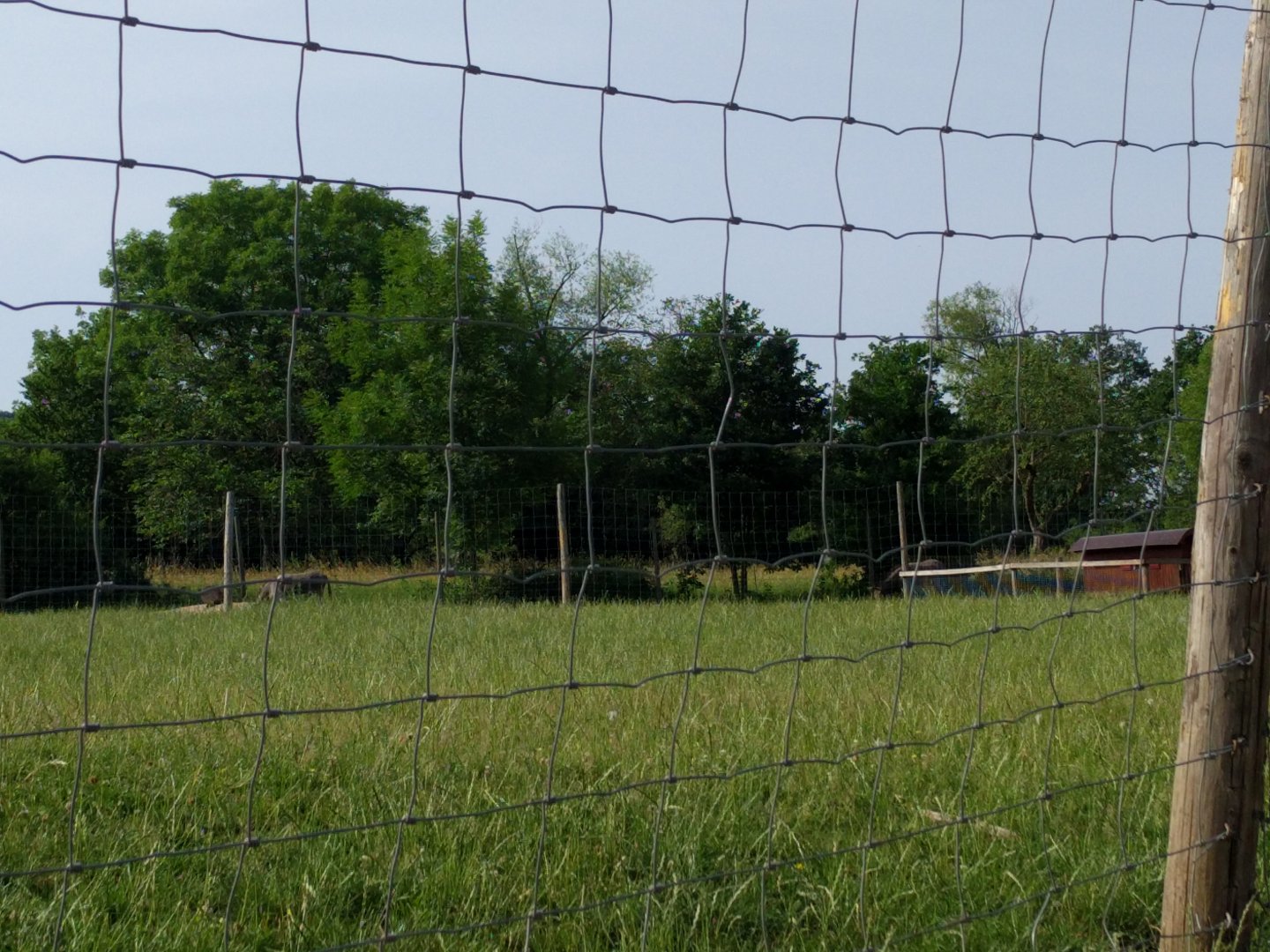 Mixed Domestic Species Paddock