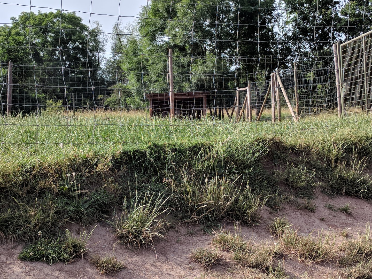 Mixed Domestic Species Paddock