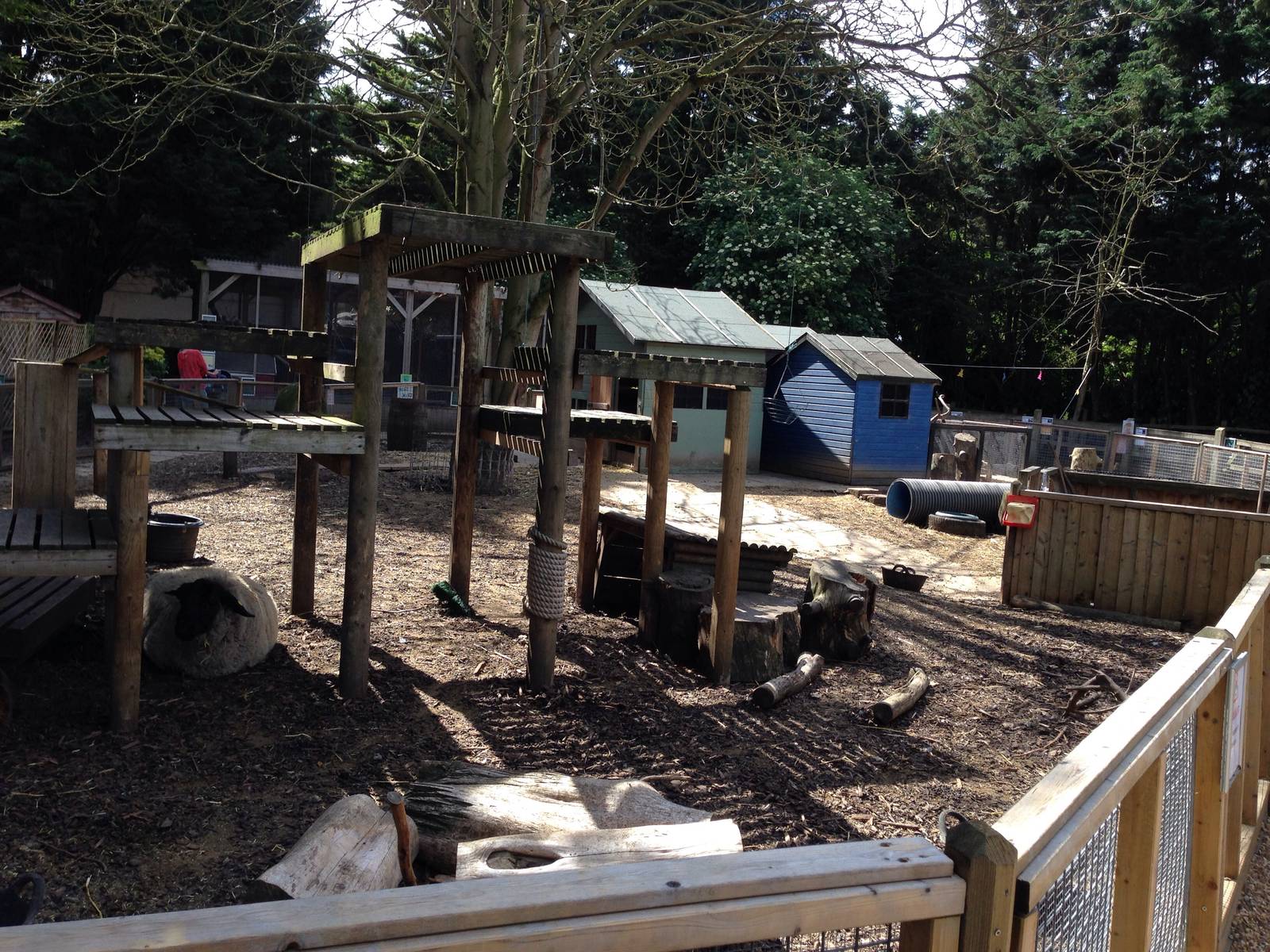 Mixed domestics, sheep, goats, guinea fowl and chickens