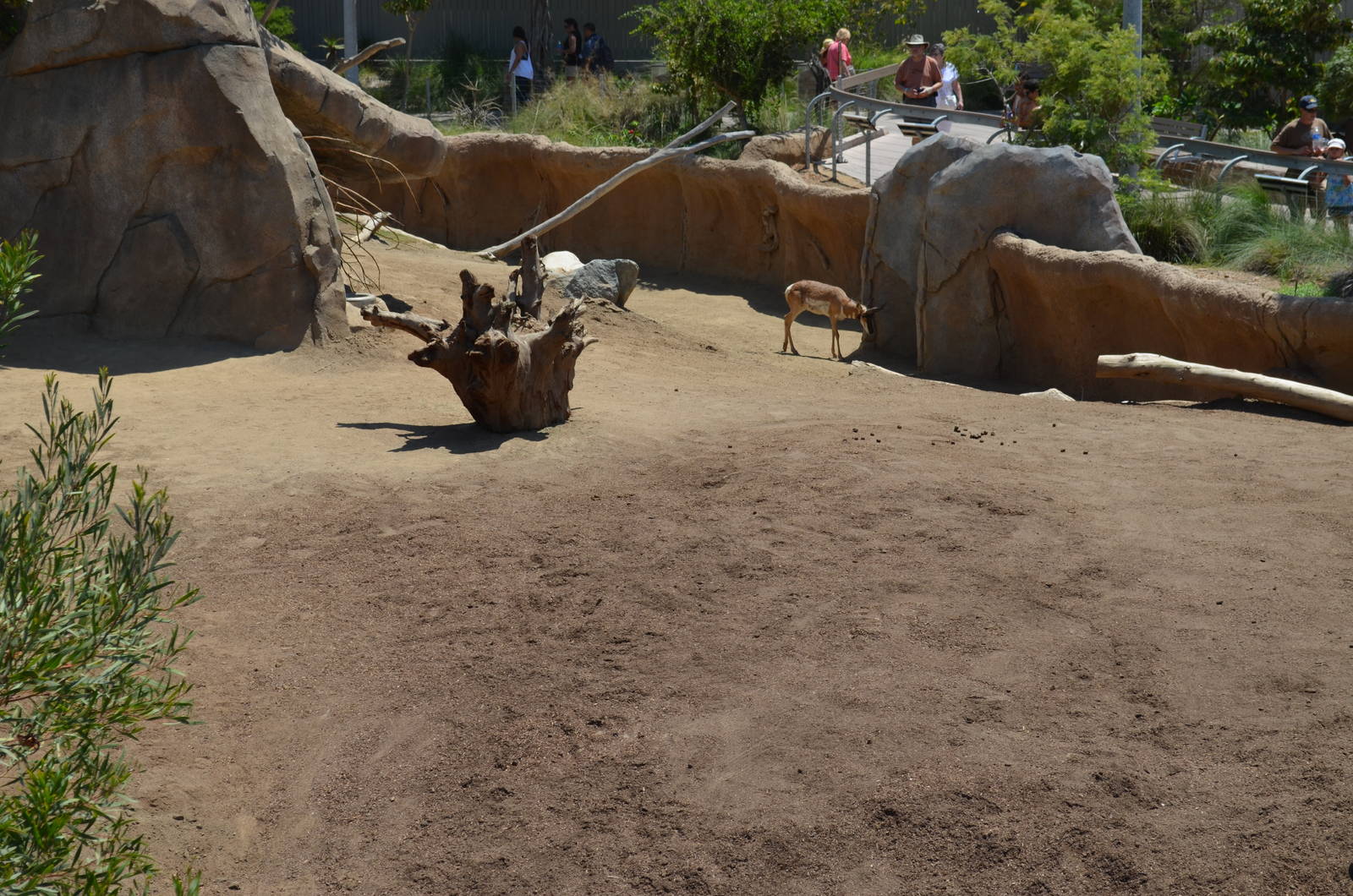 Mixed Dromedary/Pronghorn Yard - Elephant Odyssey