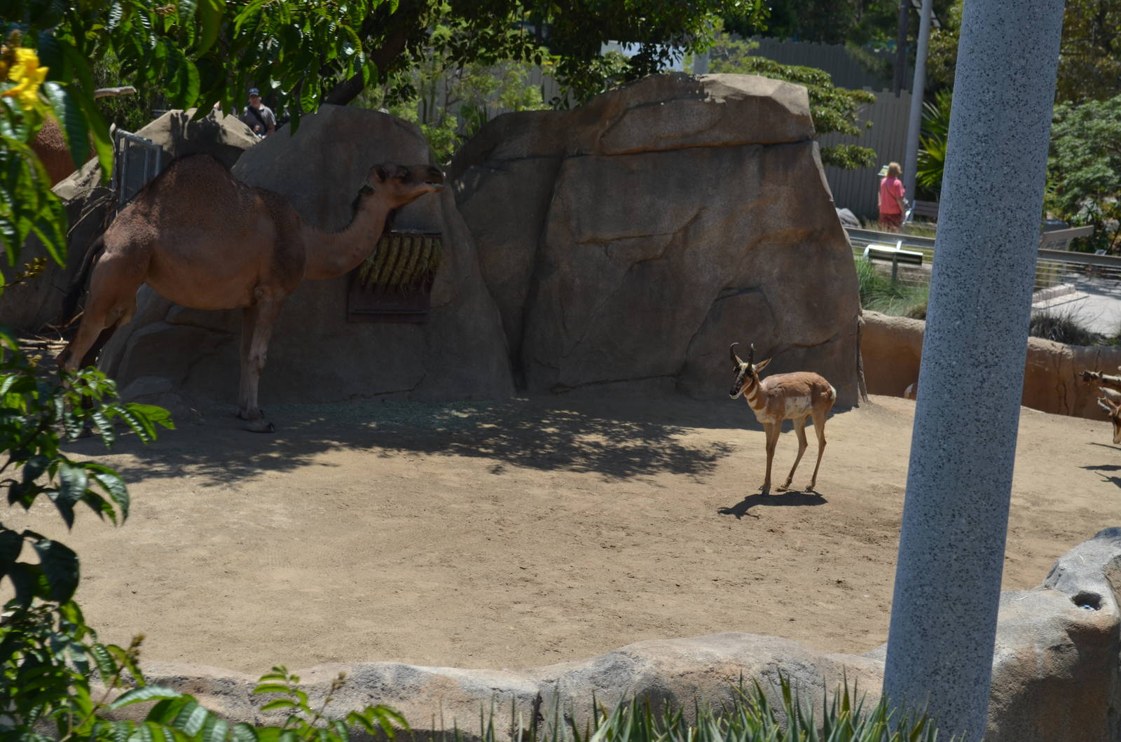 Mixed Dromedary/Pronghorn Yard - Elephant Odyssey
