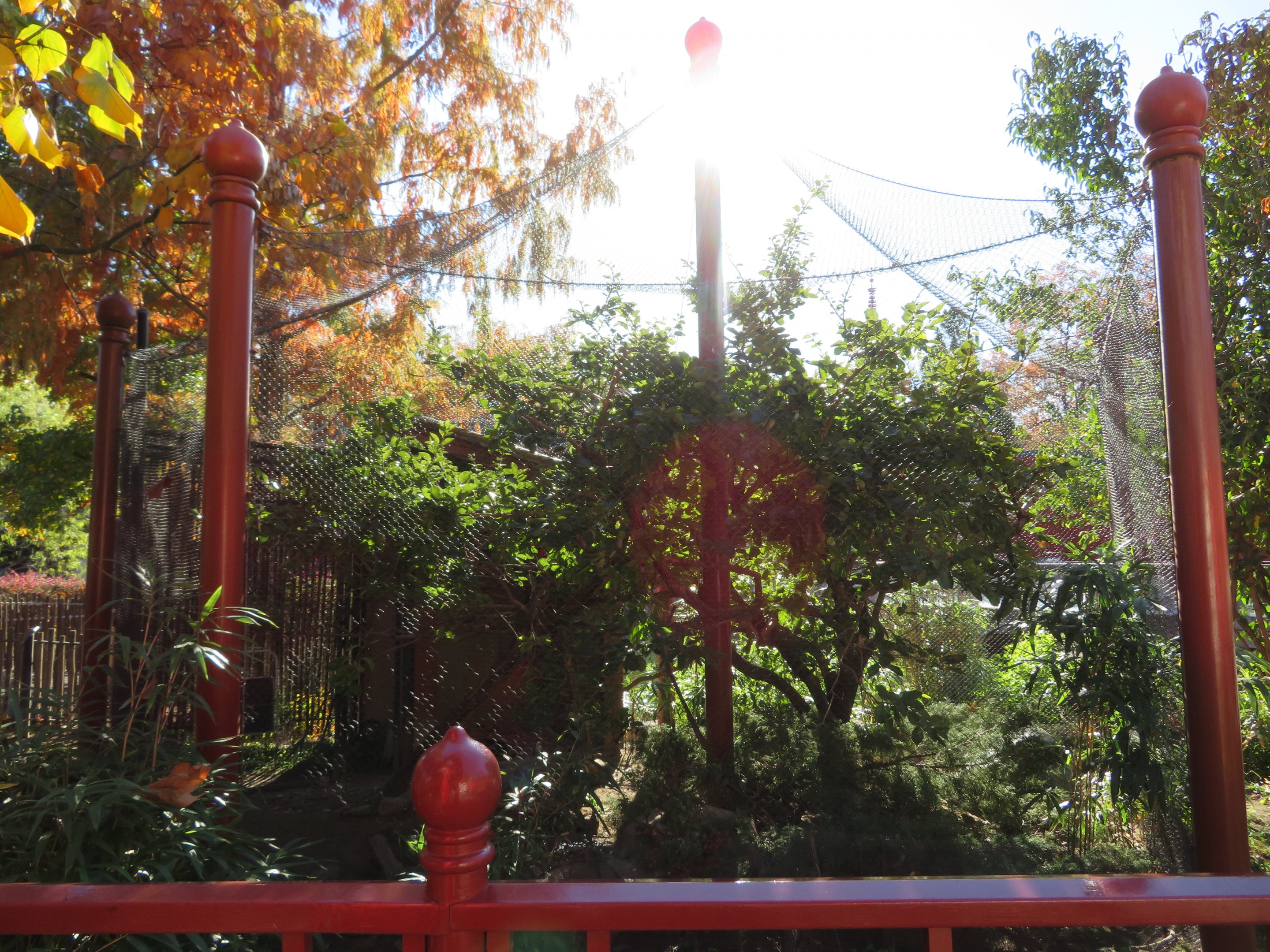 Mixed East Asian Aviary