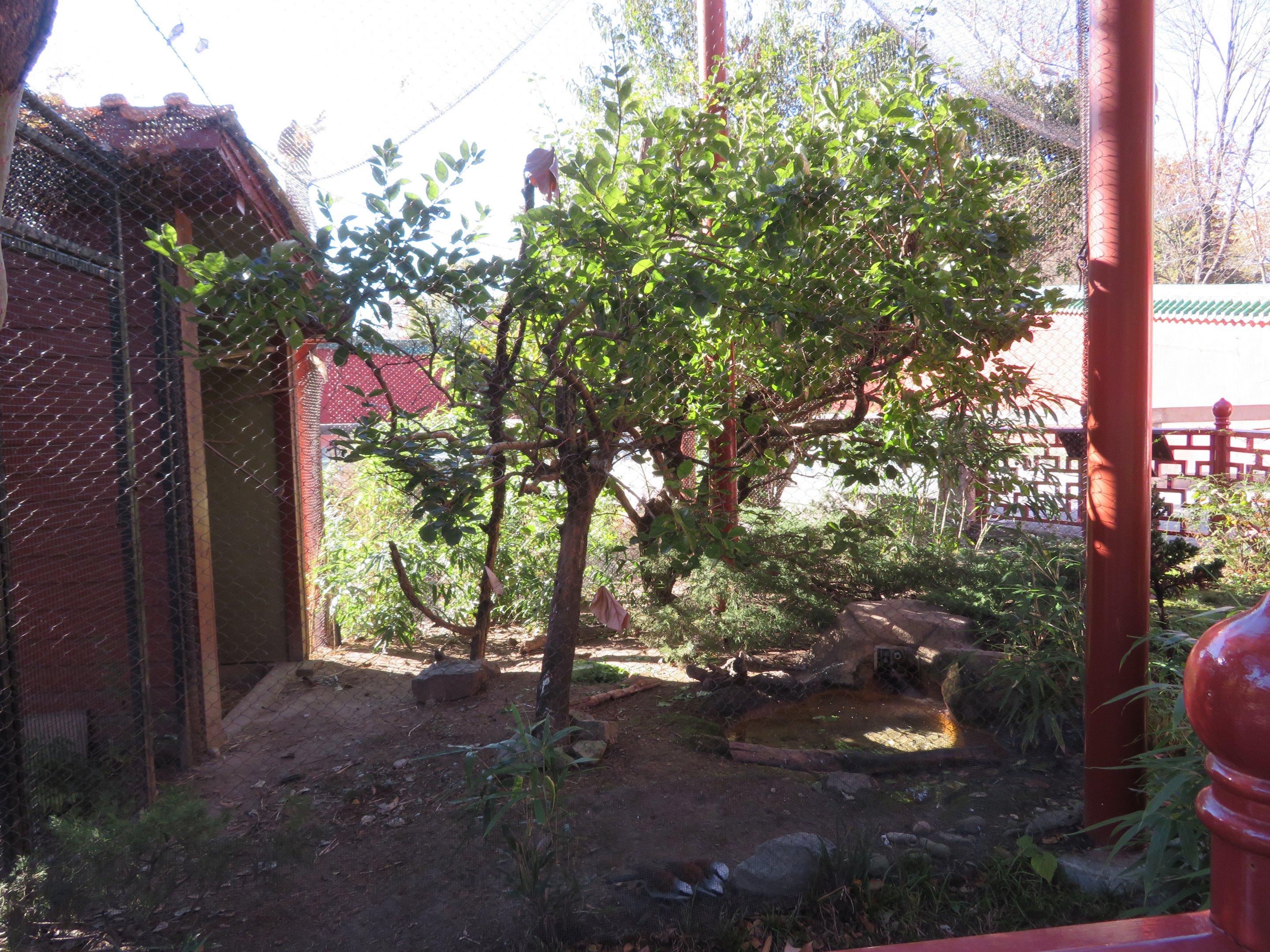 Mixed East Asian Aviary