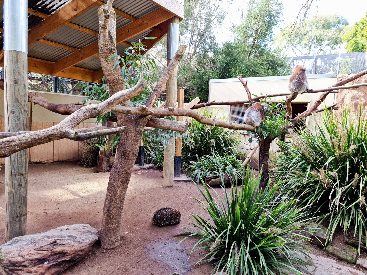 Mixed Echidna and Koala exhibit
