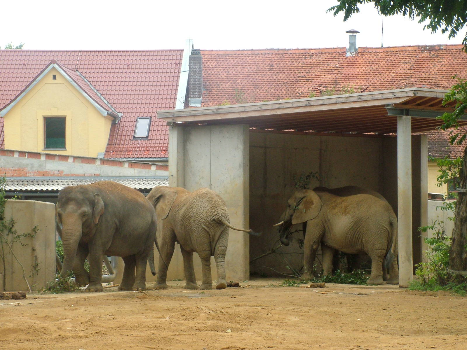Mixed elephant group at Augsburg 03/09/06