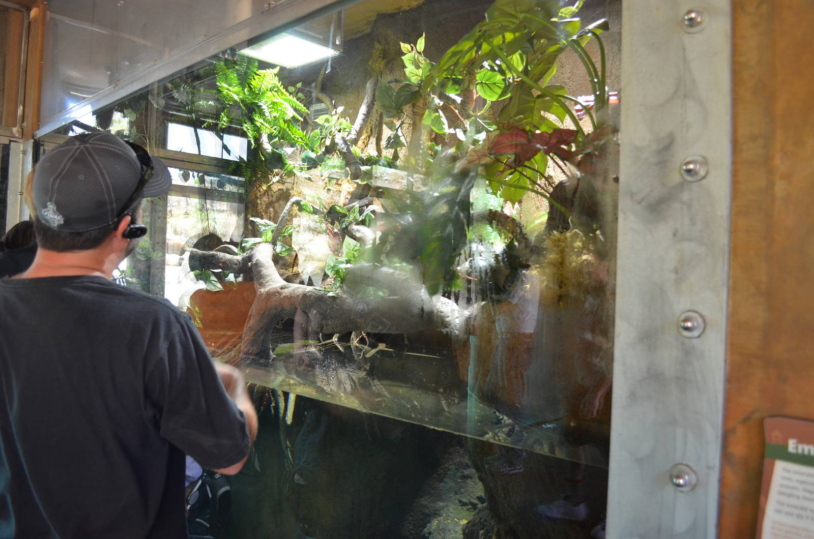 Mixed Emerald Tree Boa and Mata Mata Exhibit