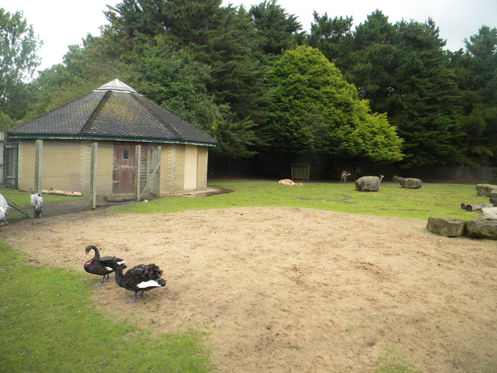 Mixed enclosure at Blackpool Zoo 07/08/11