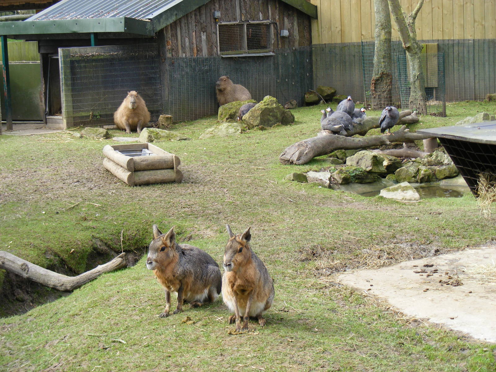 Mixed enclosure at Drusillas Park, 20 March 2011