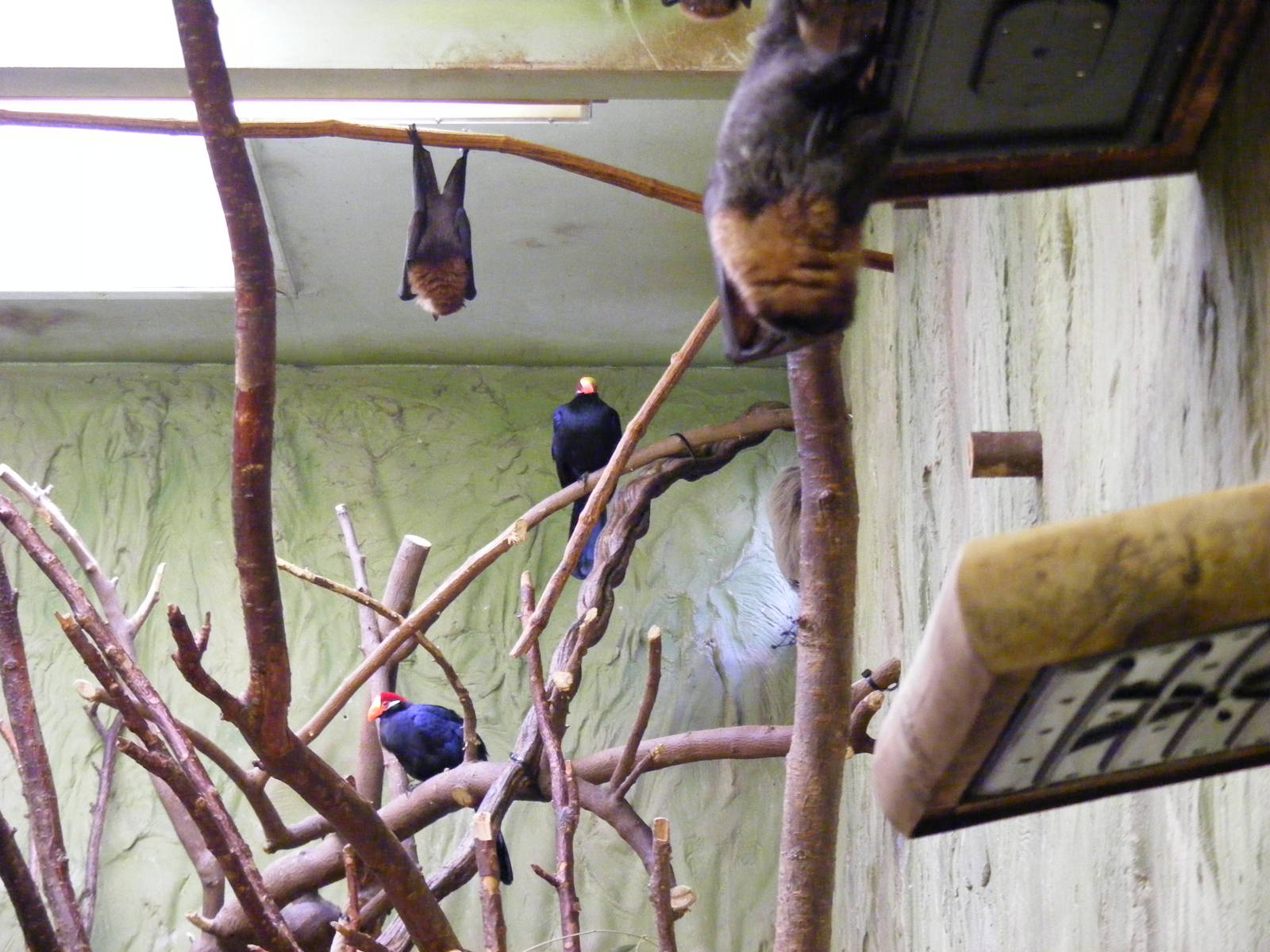 Mixed enclosure at Drusillas Park, 20 March 2011