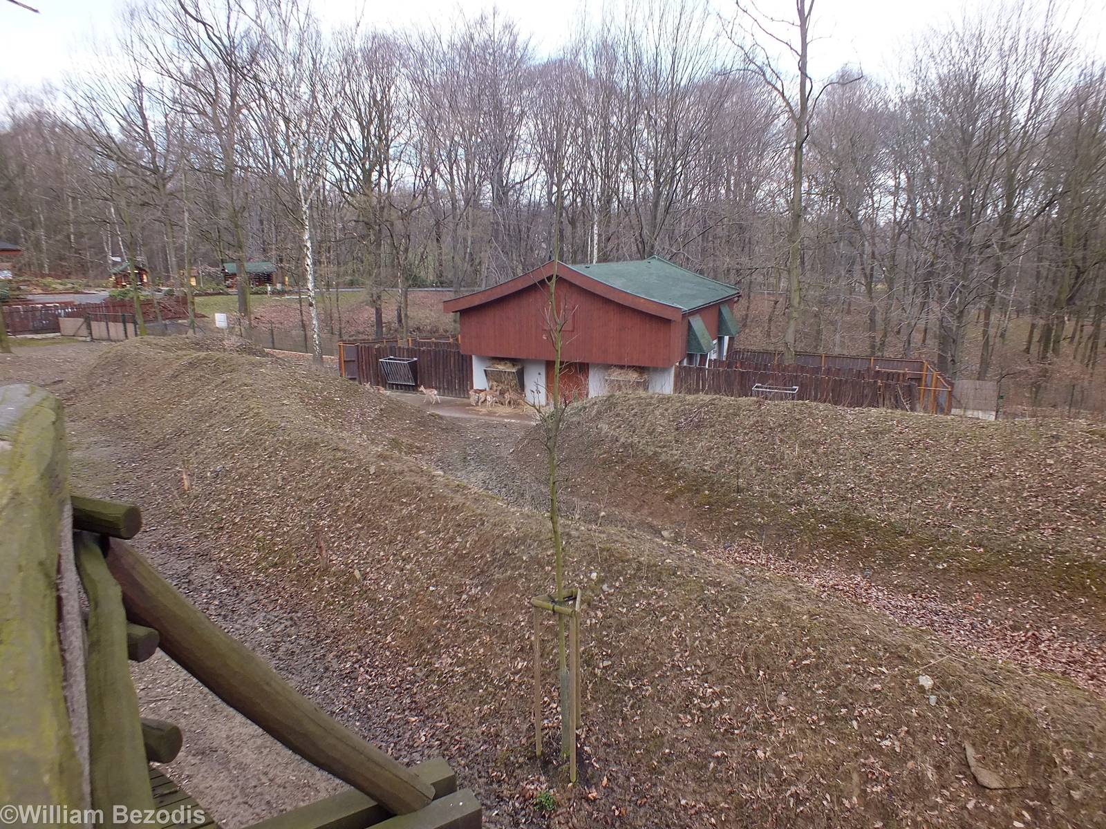 Mixed Enclosure for Indian Deer