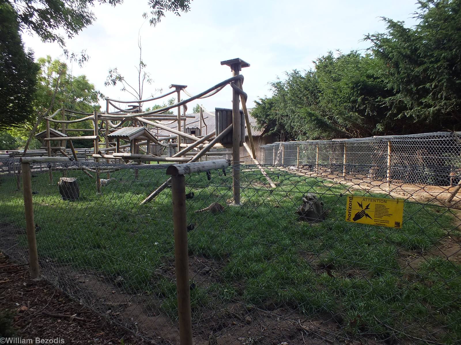 Mixed Enclosure for Northern Raccoon and Coatis