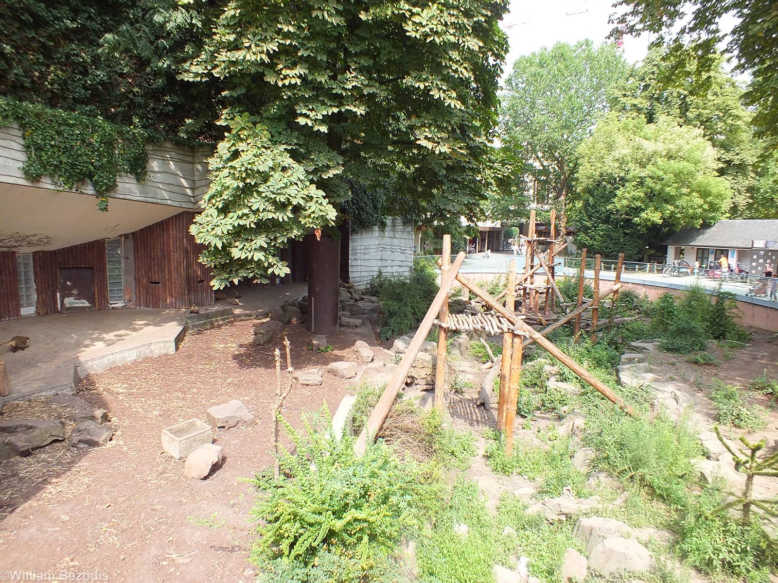 Mixed Enclosure for Spectacled Bears and Coatis