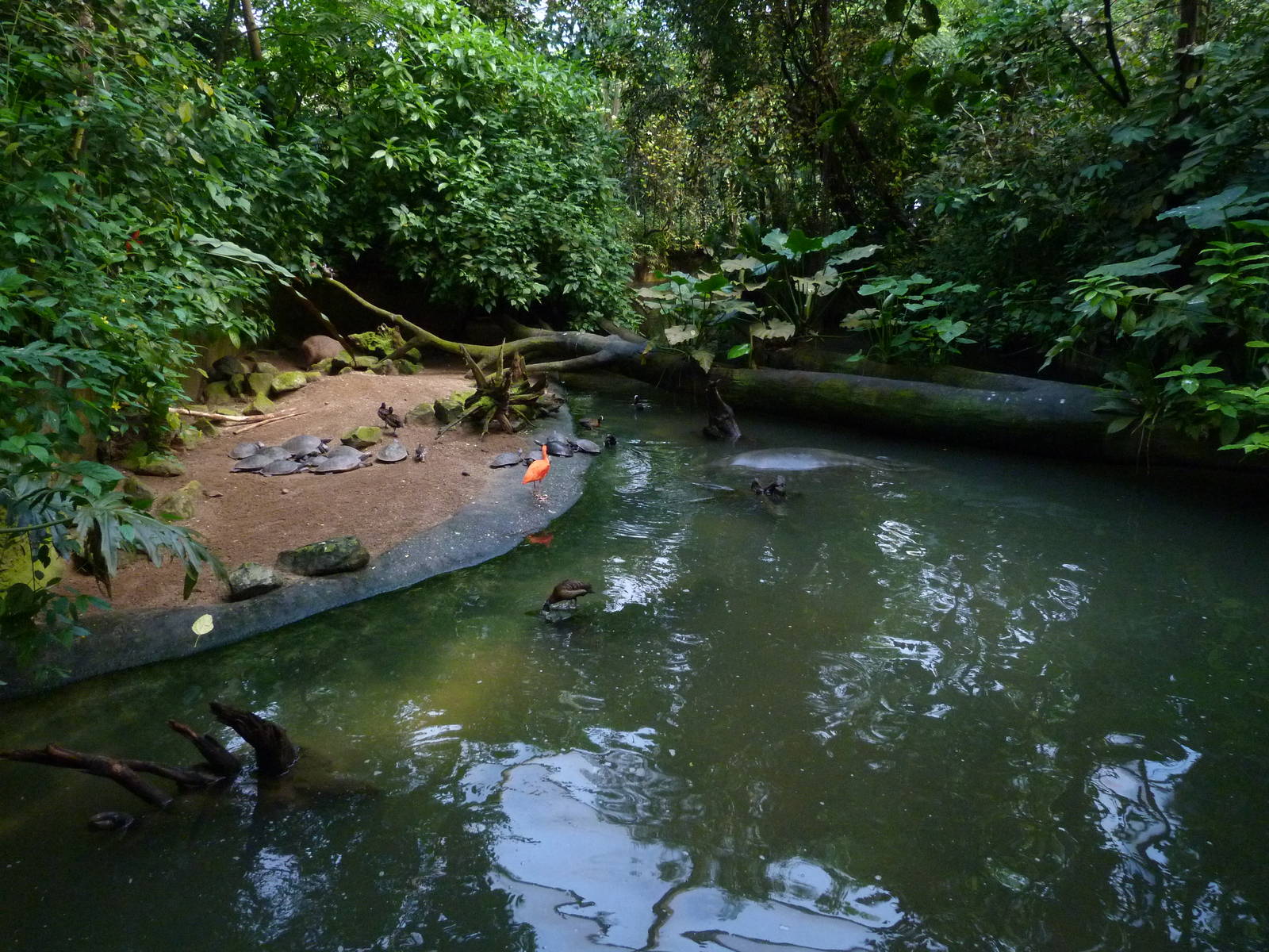 Mixed enclosure in Burgers' Bush