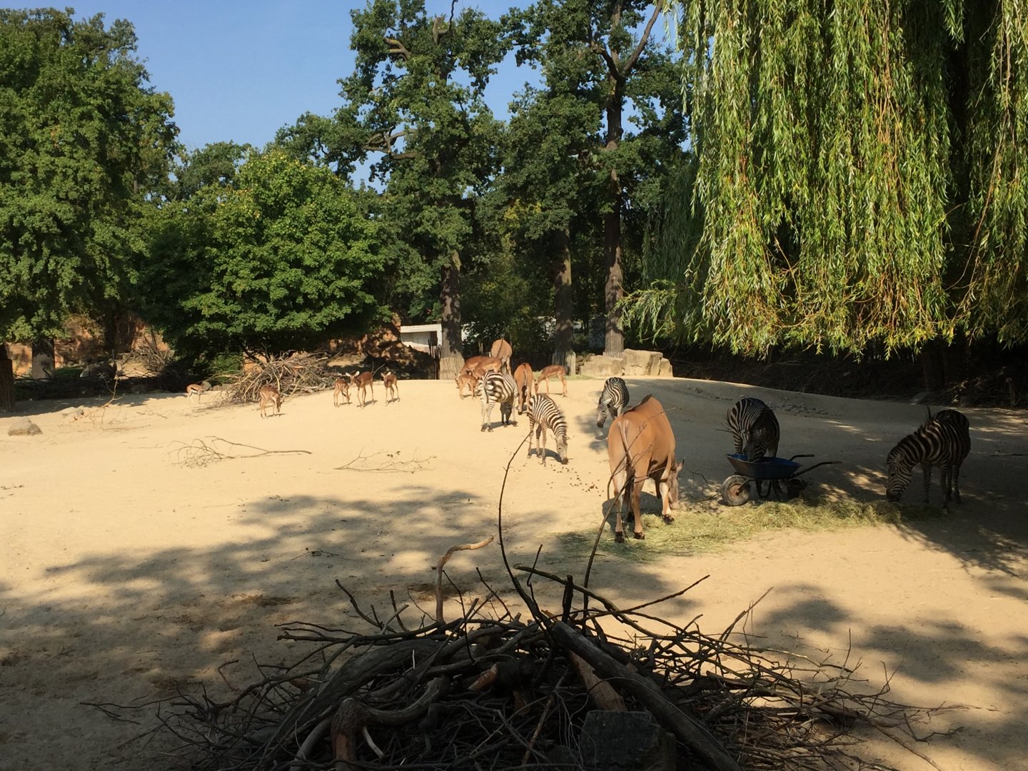 Mixed enclosure in the africa area