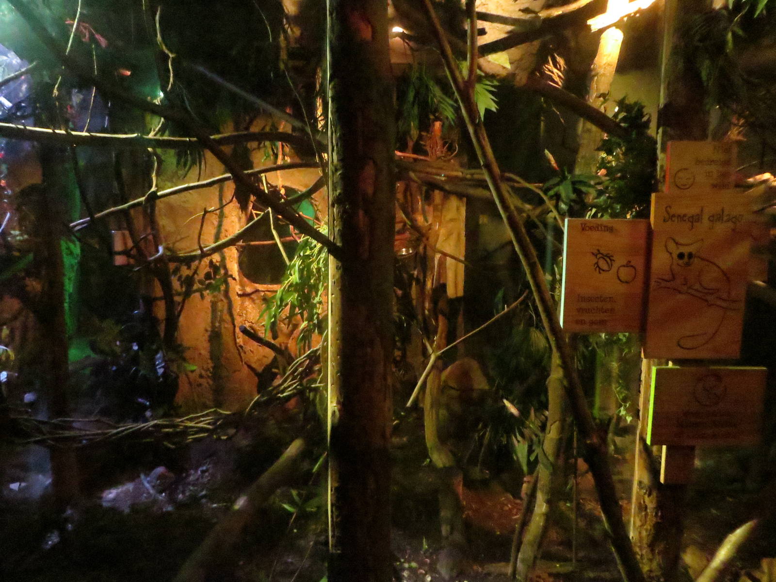 Mixed enclosure with votsotsa, galago &amp; slow lorises