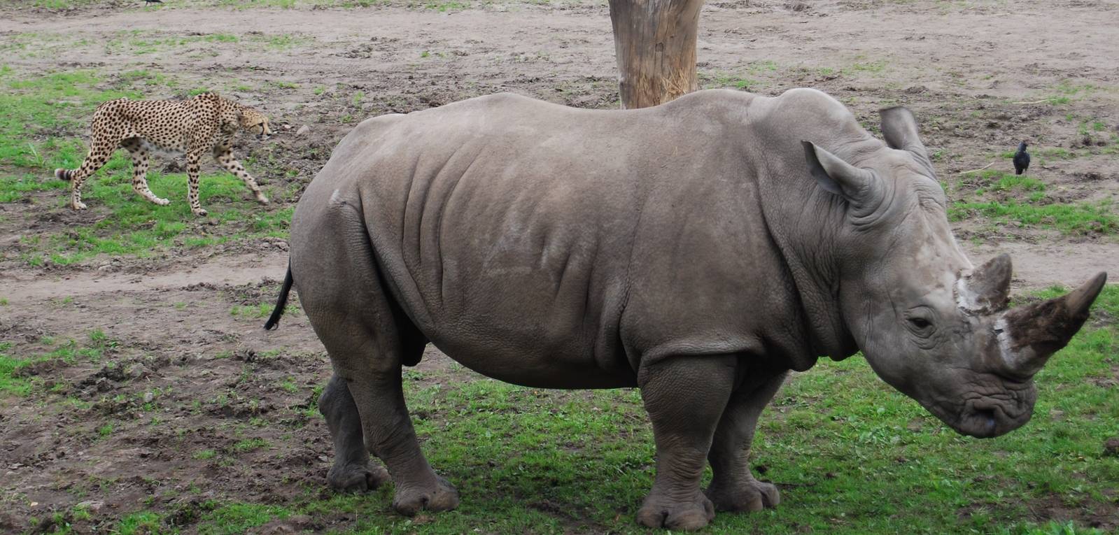 Mixed Exbith,   Rinho and Cheetah